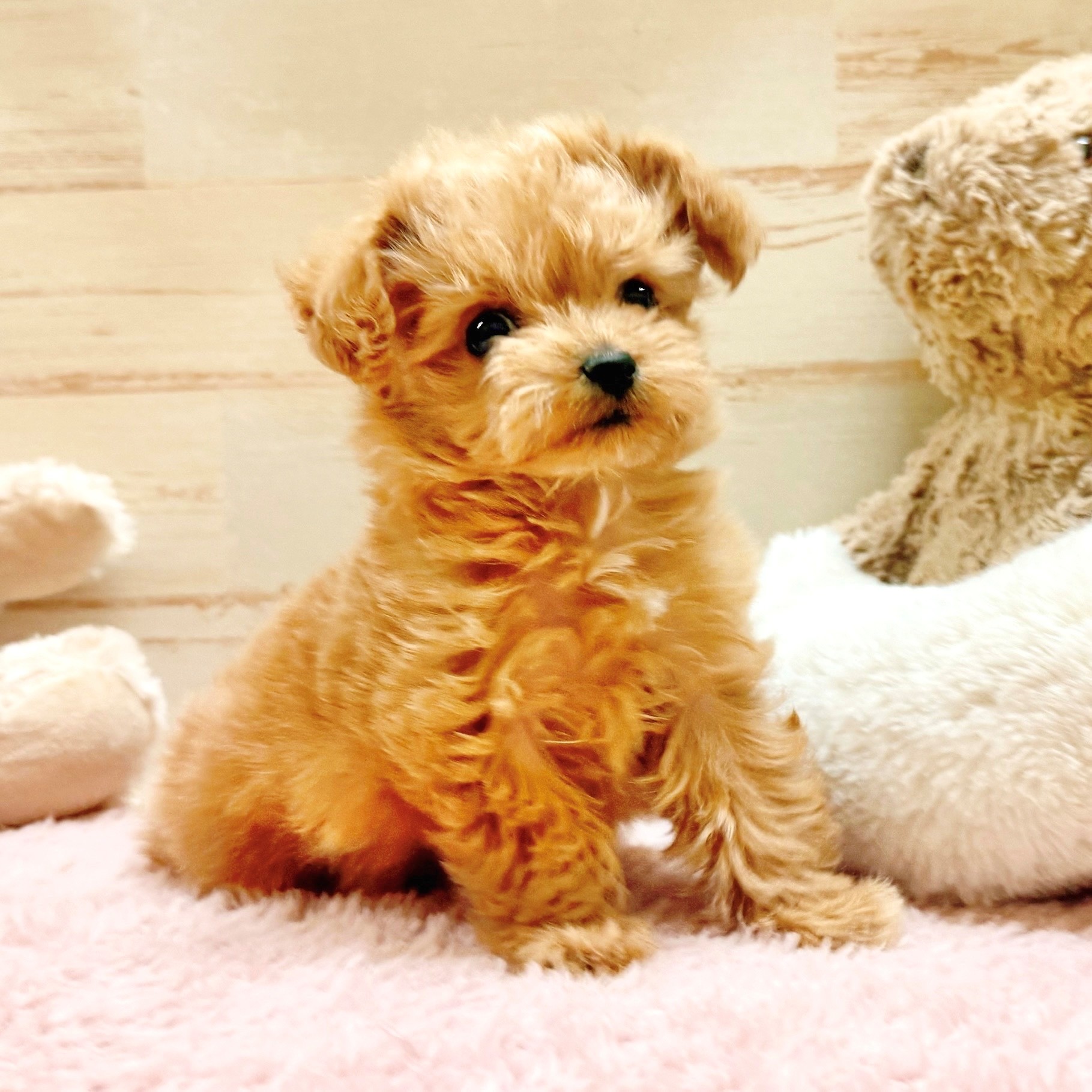 兵庫県のチワプー/プーチー(チワワ×プードル) (犬の家＆猫の里神戸店/2025年12月9日生まれ/女の子/アプリコットホワイト)の子犬の4枚目の画像