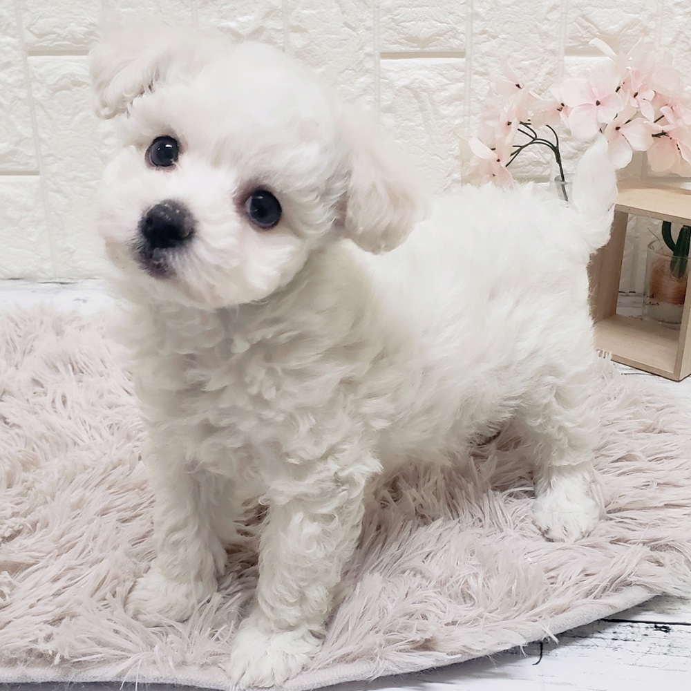 岡山県のビションフリーゼ (犬の家＆猫の里岡山店/2025年12月9日生まれ/男の子/ホワイト)の子犬の4枚目の画像