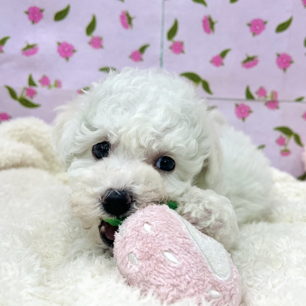 愛知県のビションフリーゼ (犬の家＆猫の里エアポートウォーク店/2025年12月9日生まれ/女の子/ホワイト)の子犬の4枚目の画像