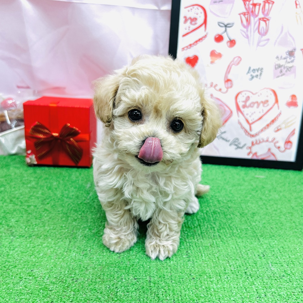 愛知県のチワプー/プーチー(チワワ×プードル) (犬の家＆猫の里名古屋天白店/2025年12月9日生まれ/男の子/アプリコットホワイト)の子犬の4枚目の画像