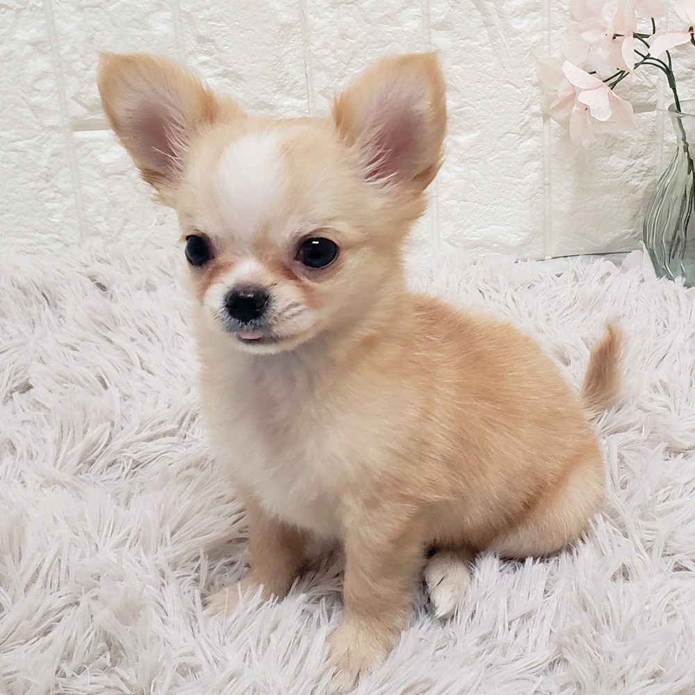 岡山県のチワワ(ロング) (犬の家＆猫の里岡山店/2025年12月8日生まれ/女の子/クリームホワイト)の子犬の4枚目の画像