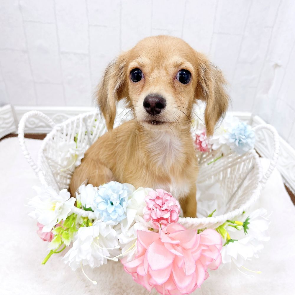 石川県のチワックス(チワワ×ダックス) (犬の家＆猫の里アミーゴ金沢有松店/2025年12月9日生まれ/男の子/シェーデットクリーム)の子犬の1枚目の画像