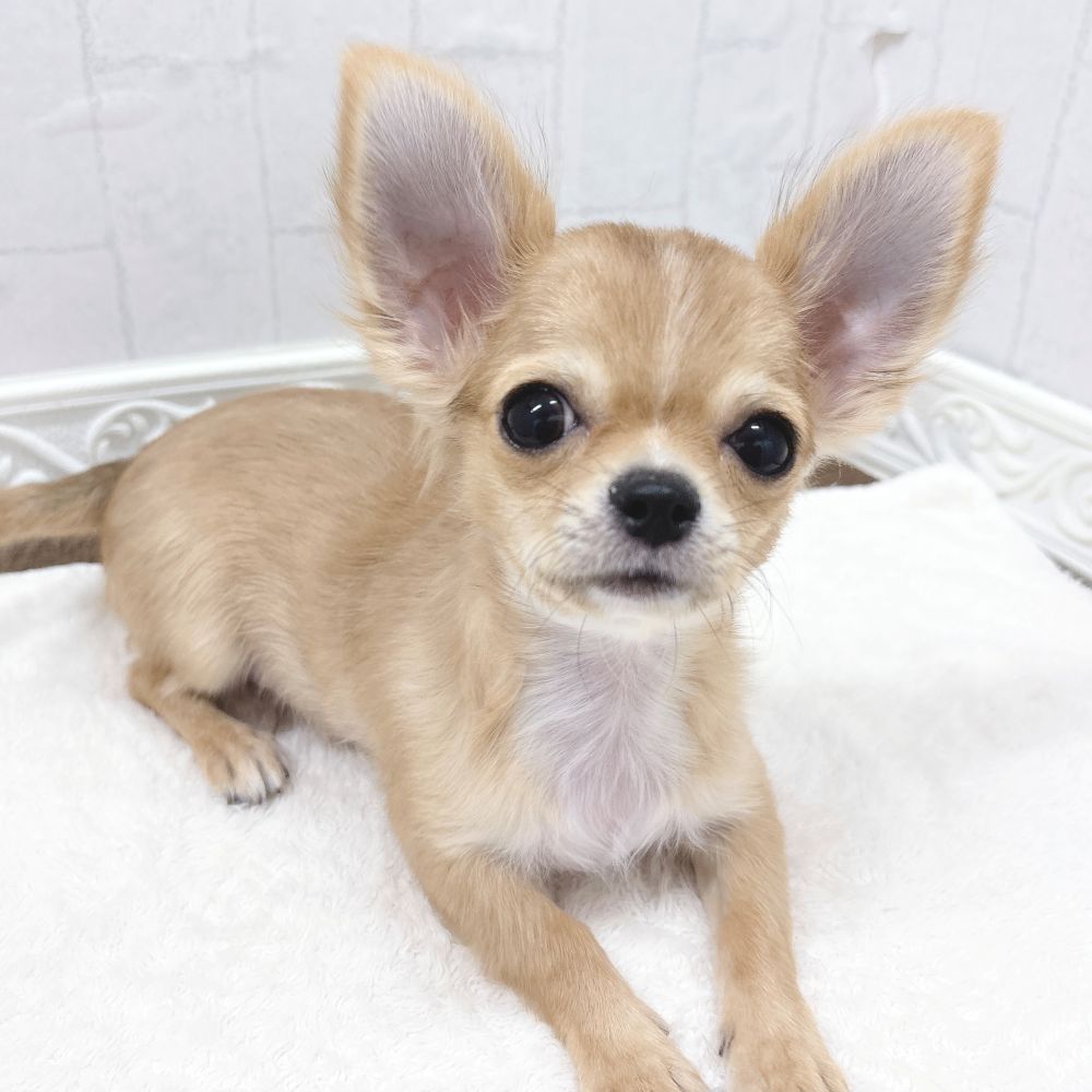 石川県のチワワ(ロング) (犬の家＆猫の里アミーゴ金沢有松店/2025年12月8日生まれ/男の子/レッドホワイト)の子犬の4枚目の画像