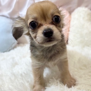 兵庫県のチワックス(チワワ×ダックス) (犬の家＆猫の里カナート西神戸店/2025年12月9日生まれ/男の子/シェーデットクリーム)の子犬の4枚目の画像