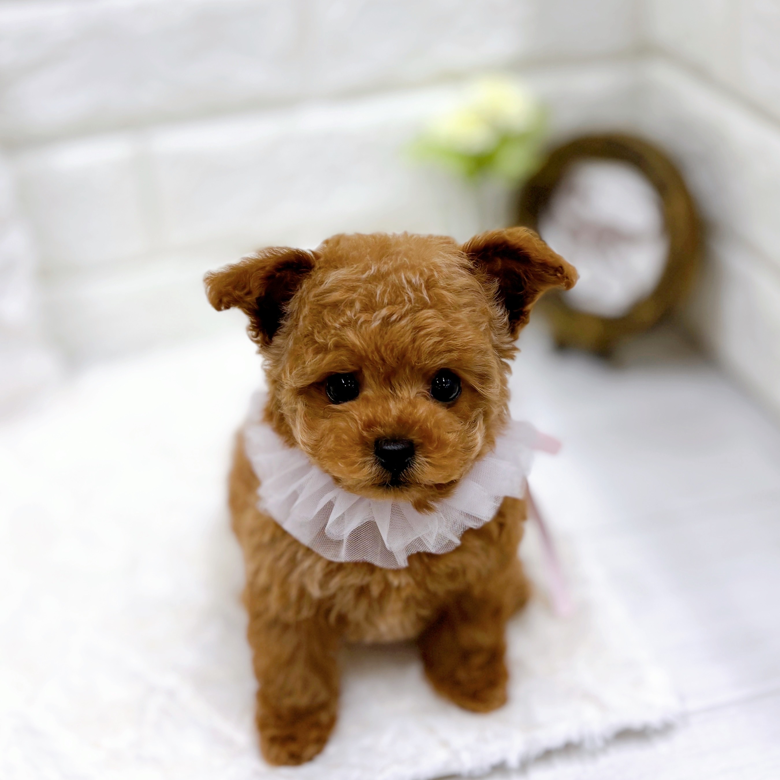 福井県のトイプードル(タイニー) (犬の家＆猫の里アミーゴ福井店/2025年12月9日生まれ/女の子/オレンジフォーン)の子犬の4枚目の画像