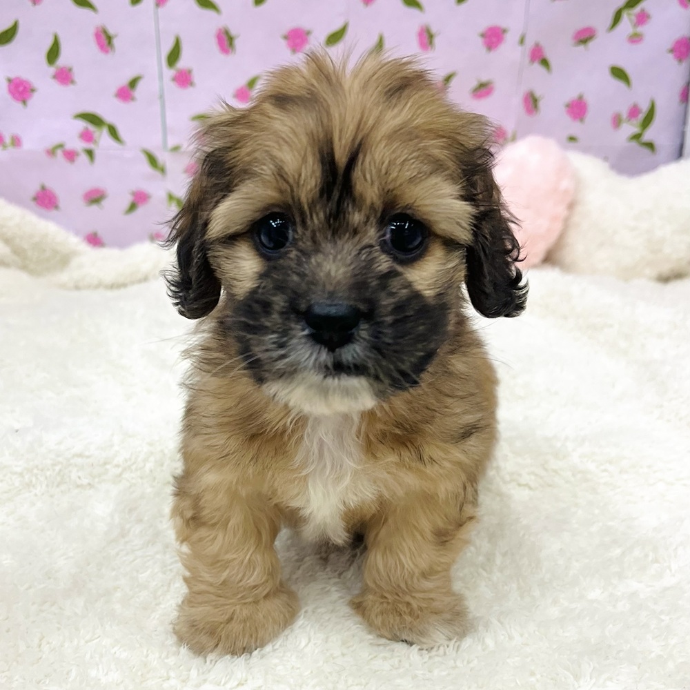 愛知県のハーフ犬・ミックス犬 (犬の家＆猫の里エアポートウォーク店/2025年12月8日生まれ/女の子/レッド)の子犬の4枚目の画像