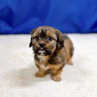 愛知県のハーフ犬・ミックス犬 (犬の家＆猫の里一宮店/2025年12月8日生まれ/女の子/レッド)の子犬の4枚目の画像