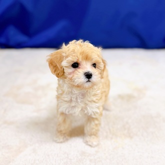 愛知県のマルプー(マルチーズ×プードル) (犬の家＆猫の里一宮店/2025年12月8日生まれ/男の子/クリーム)の子犬の4枚目の画像