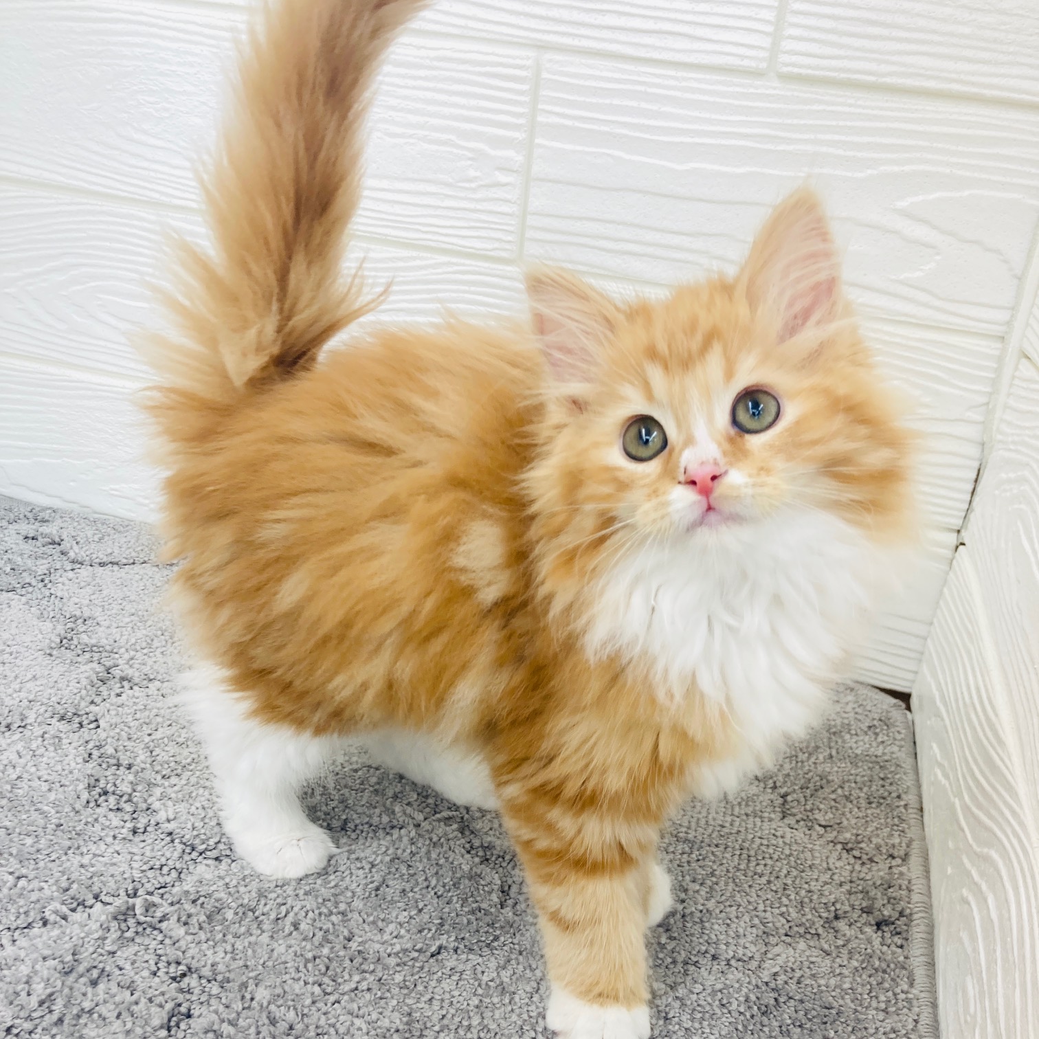 愛知県のノルウェージャンフォレストキャット (犬の家＆猫の里七宝店/2025年12月10日生まれ/男の子/レッドタビーホワイト)の子猫の4枚目の画像