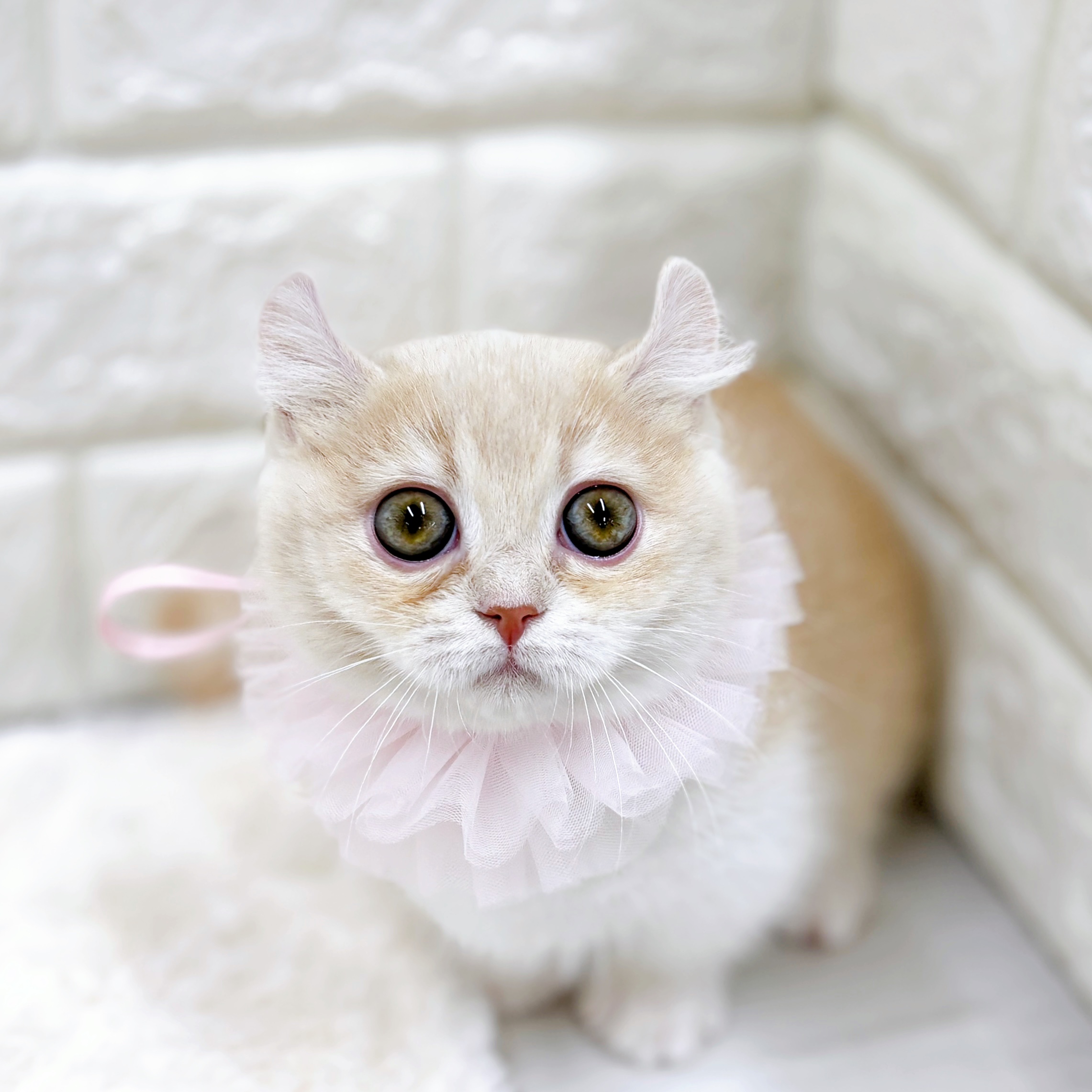 福井県のキンカロー (犬の家＆猫の里アミーゴ福井店/2025年12月10日生まれ/女の子/クリームタビーホワイト)の子猫の4枚目の画像