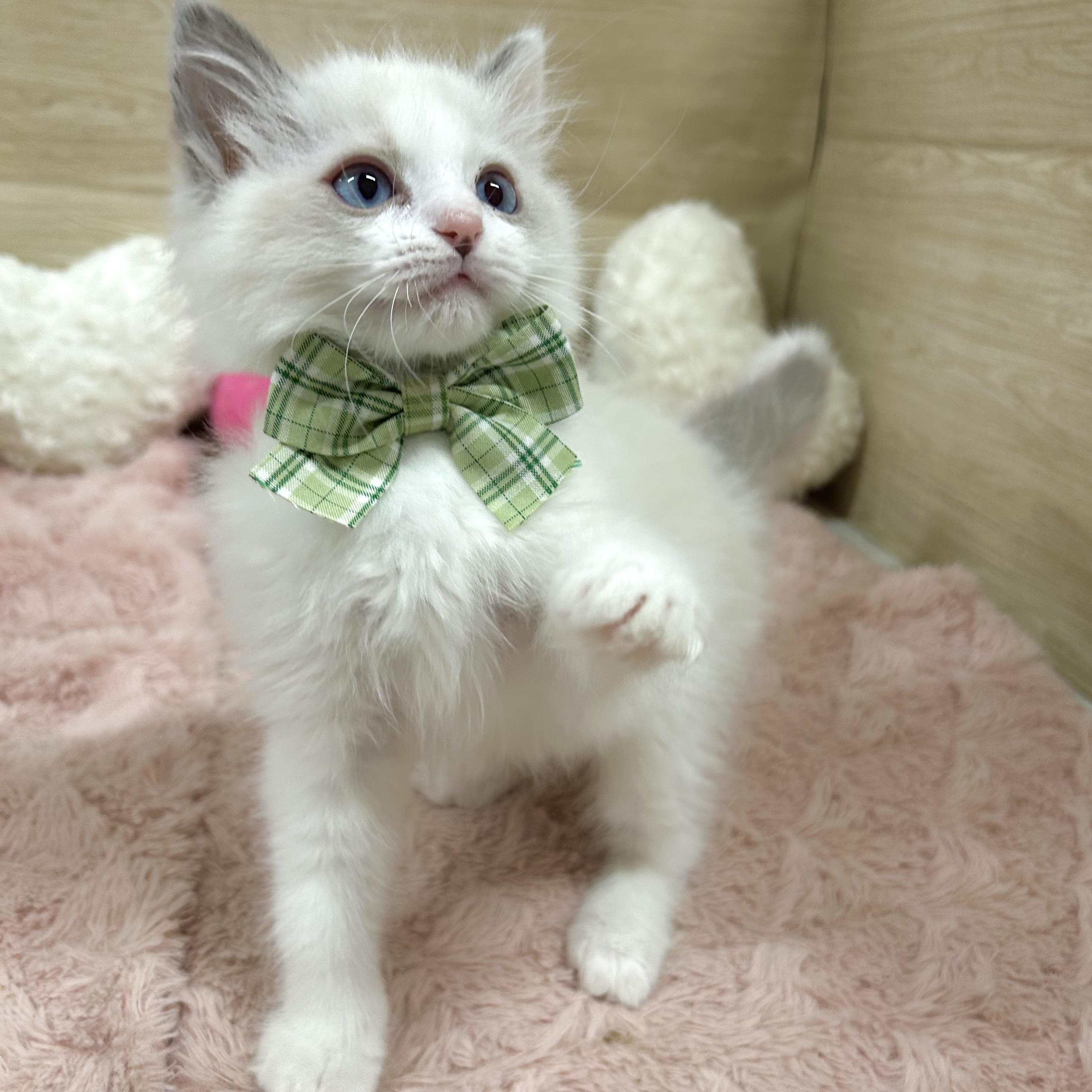 大阪府のラグドール (犬の家＆猫の里そよら東岸和田店/2025年12月11日生まれ/男の子/ブルーポイントバイカラー)の子猫の4枚目の画像