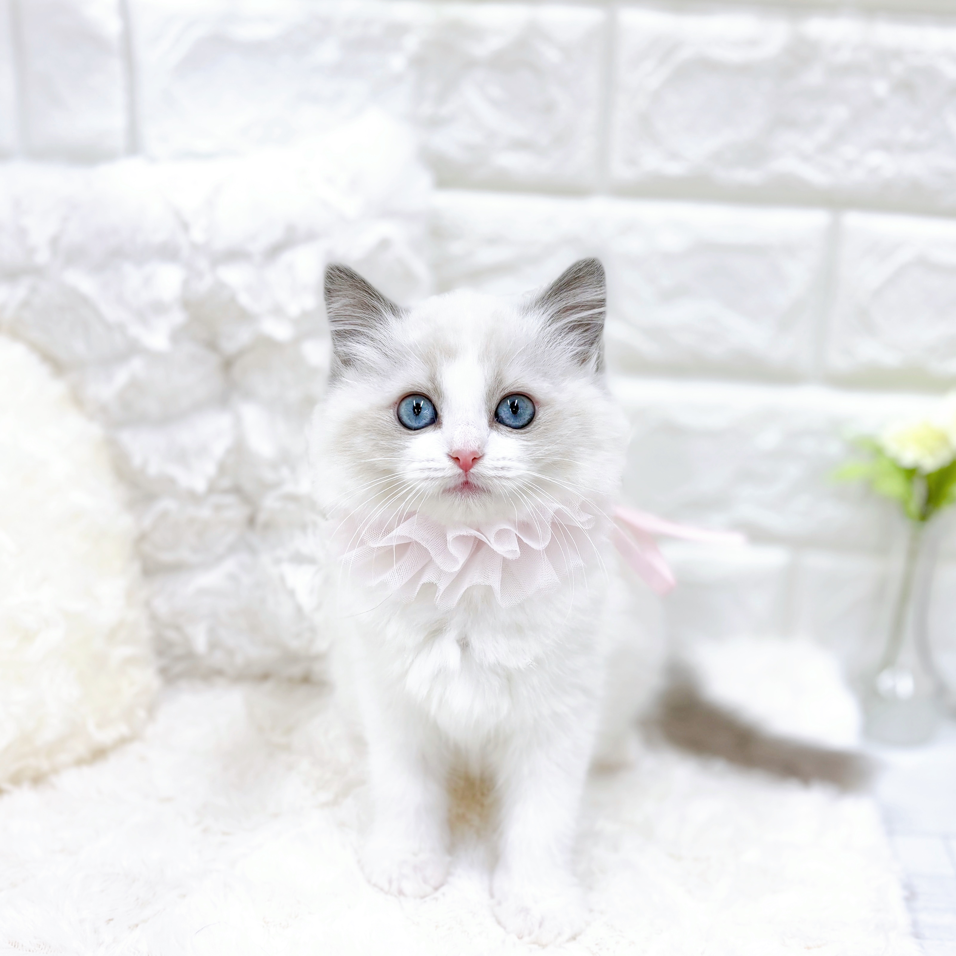 福井県のラグドール (犬の家＆猫の里アミーゴ福井店/2025年12月11日生まれ/女の子/ブルーポイントバイカラー)の子猫の4枚目の画像