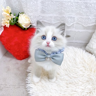 滋賀県のラグドール (犬の家＆猫の里長浜店/2025年12月11日生まれ/女の子/ブルーポイントバイカラー)の子猫の4枚目の画像