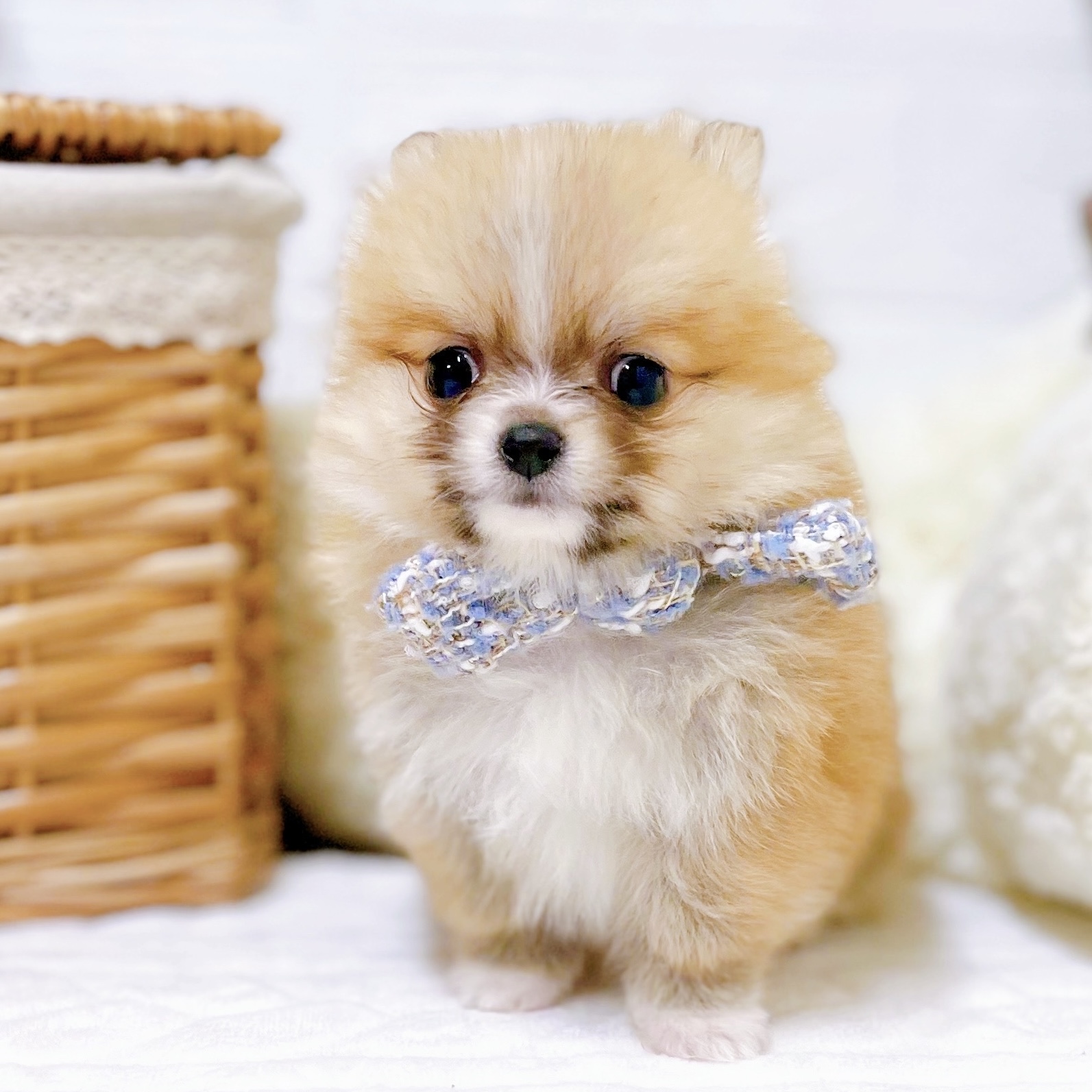 滋賀県のポメチワ/チワポメ/ポメチー(ポメラニアン×チワワ) (犬の家＆猫の里近江八幡店/2025年12月10日生まれ/男の子/レッドホワイト)の子犬の4枚目の画像