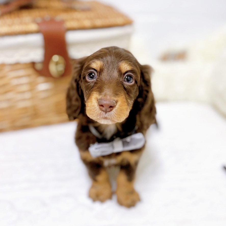 滋賀県のミニチュアダックスフンド(ロング) (犬の家＆猫の里近江八幡店/2025年12月10日生まれ/男の子/ブラウンタン)の子犬の4枚目の画像