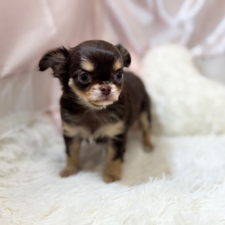 兵庫県のチワワ(ロング) (犬の家＆猫の里カナート西神戸店/2025年12月3日生まれ/女の子/チョコレートタン)の子犬の4枚目の画像