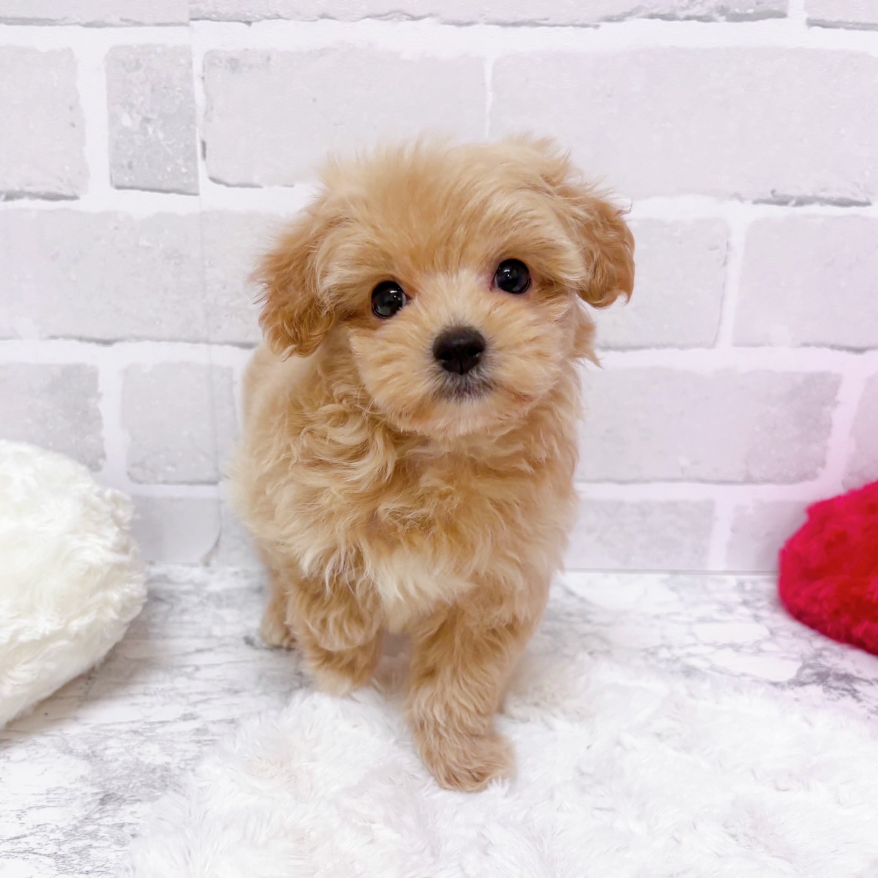 京都府のマルプー(マルチーズ×プードル) (犬の家＆猫の里京都精華店/2025年12月9日生まれ/女の子/アプリコット)の子犬の4枚目の画像