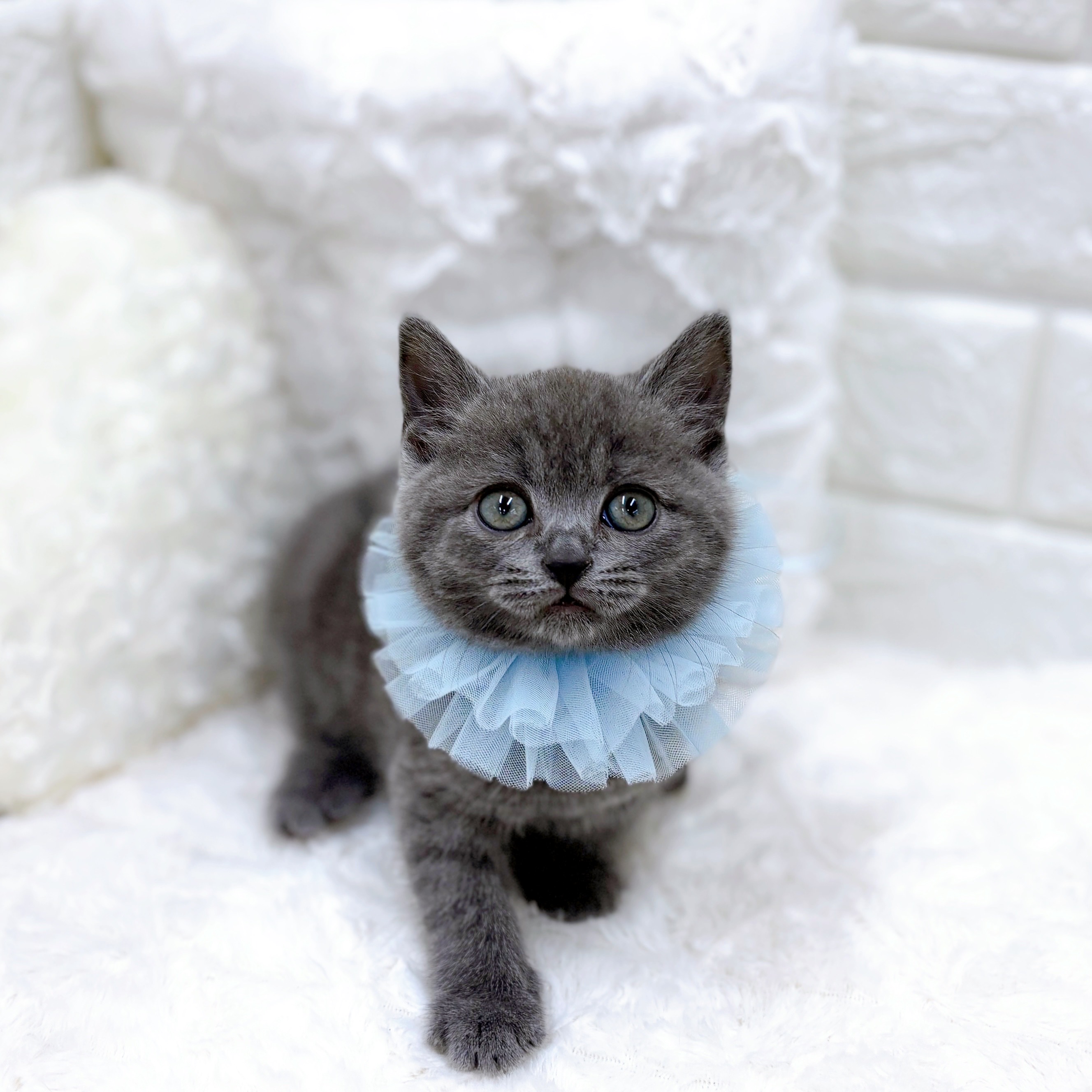 福井県のブリティッシュショートヘアー (犬の家＆猫の里アミーゴ福井店/2025年12月11日生まれ/男の子/ブルー)の子猫の4枚目の画像