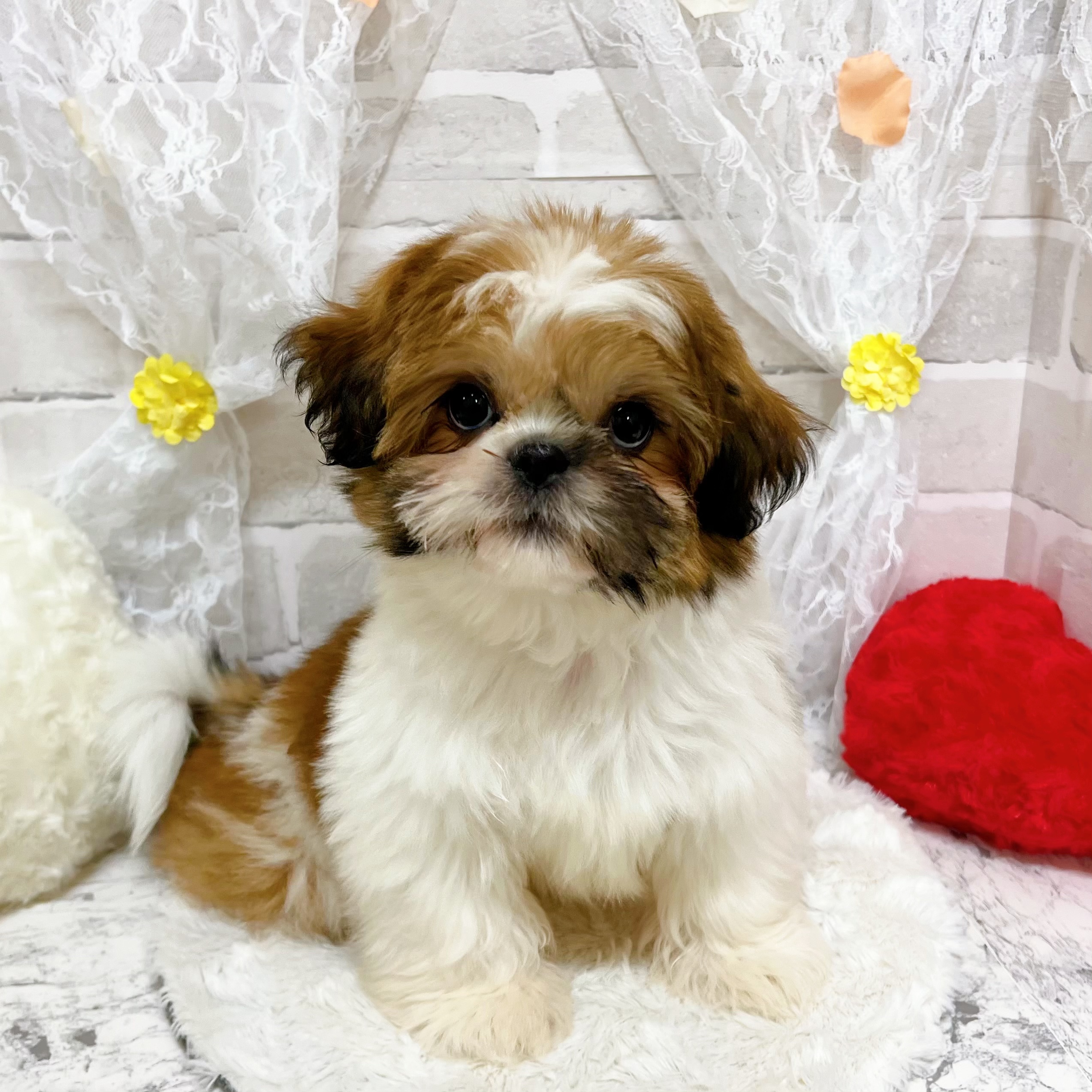 京都府のシーズー (犬の家＆猫の里京都精華店/2025年12月9日生まれ/男の子/ホワイトゴールド)の子犬の4枚目の画像