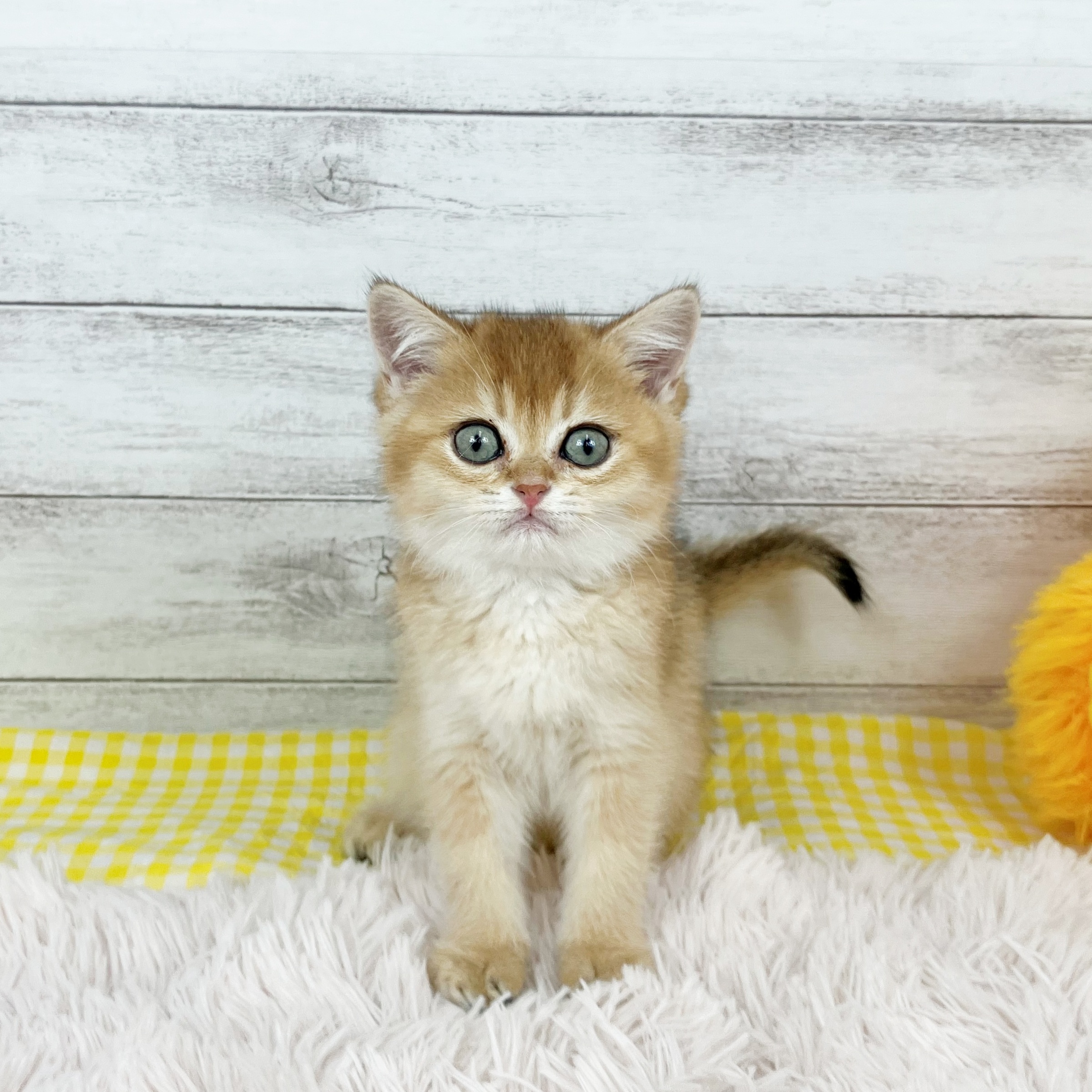 兵庫県のブリティッシュショートヘアー (犬の家＆猫の里川西店/2025年12月10日生まれ/男の子/シェーデットゴールデン)の子猫の4枚目の画像