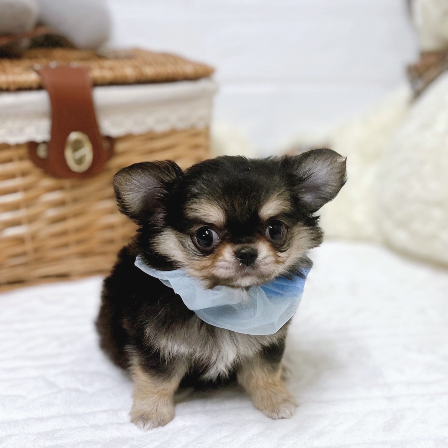 滋賀県のチワワ(ロング) (犬の家＆猫の里近江八幡店/2025年12月10日生まれ/男の子/ブラックタン)の子犬の4枚目の画像