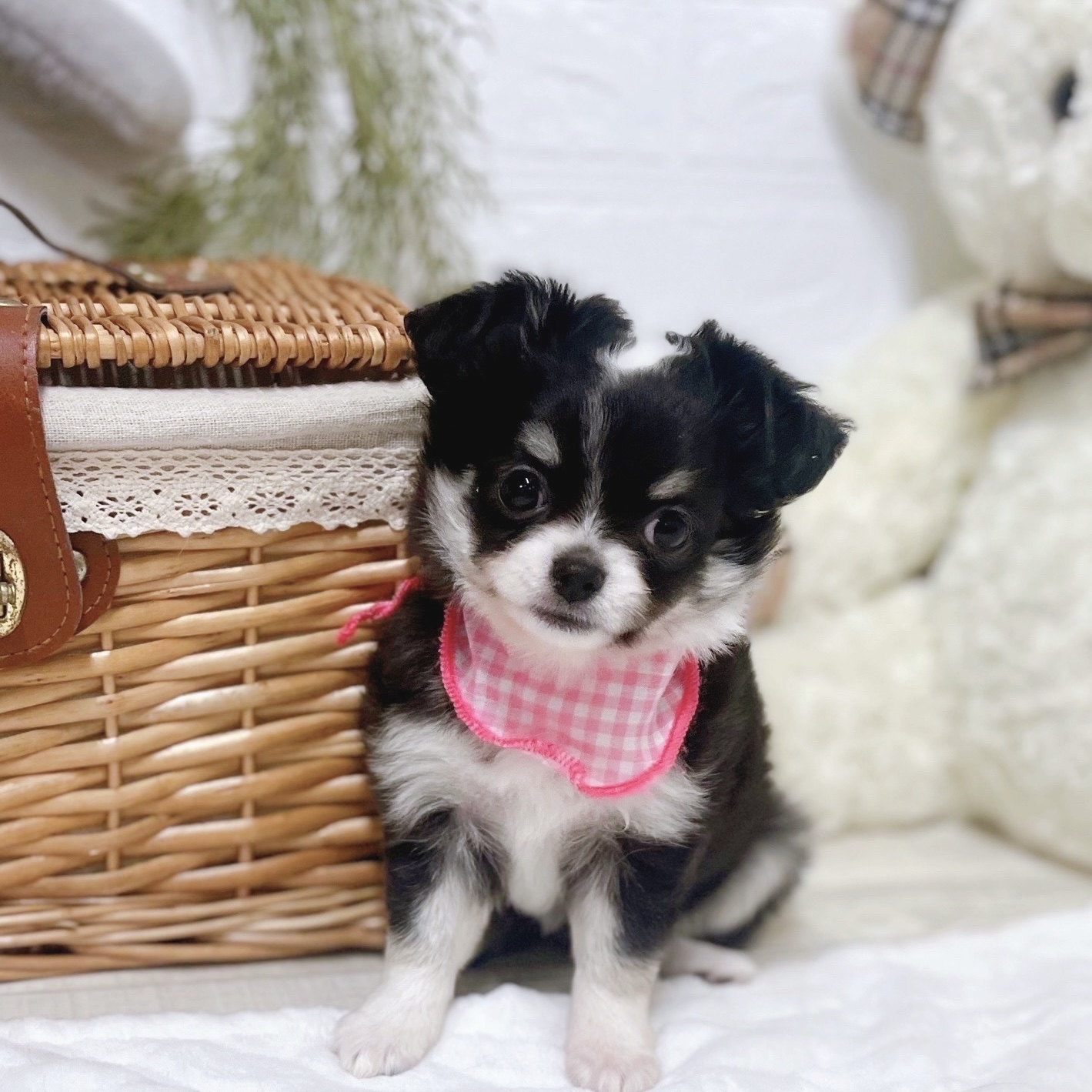 滋賀県のチワワ(ロング) (犬の家＆猫の里近江八幡店/2025年12月10日生まれ/女の子/ブラッククリームホワイト)の子犬の4枚目の画像