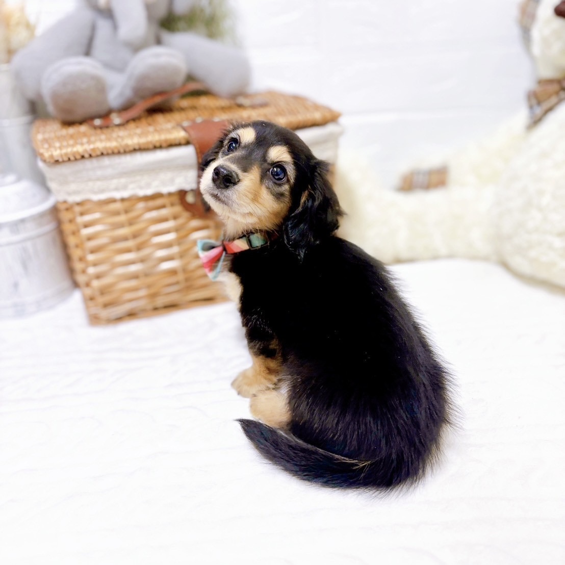 滋賀県のミニチュアダックスフンド(ロング) (犬の家＆猫の里近江八幡店/2025年12月8日生まれ/女の子/ブラックタン)の子犬の4枚目の画像