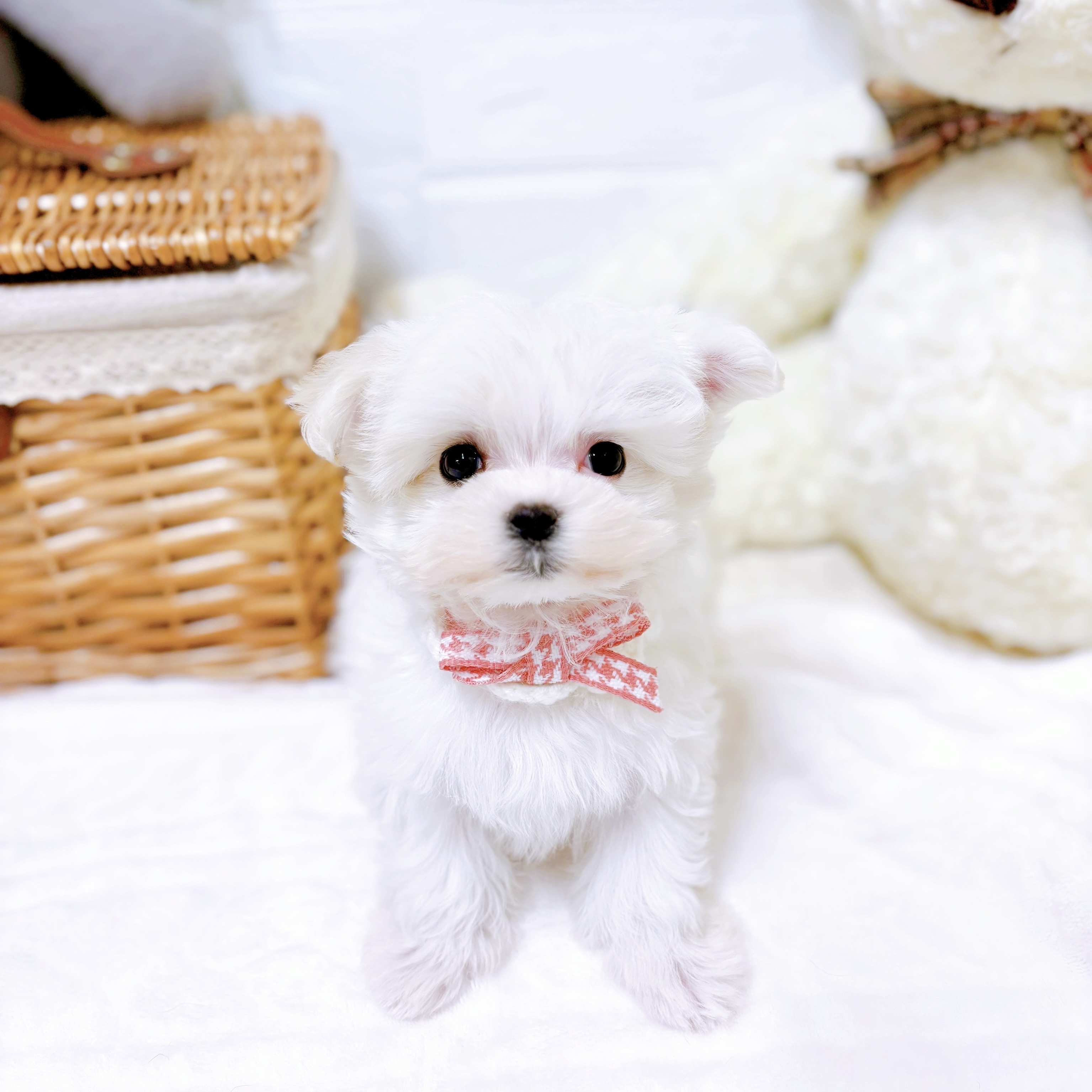 滋賀県のマルチーズ (犬の家＆猫の里近江八幡店/2025年12月8日生まれ/女の子/ホワイト)の子犬の4枚目の画像