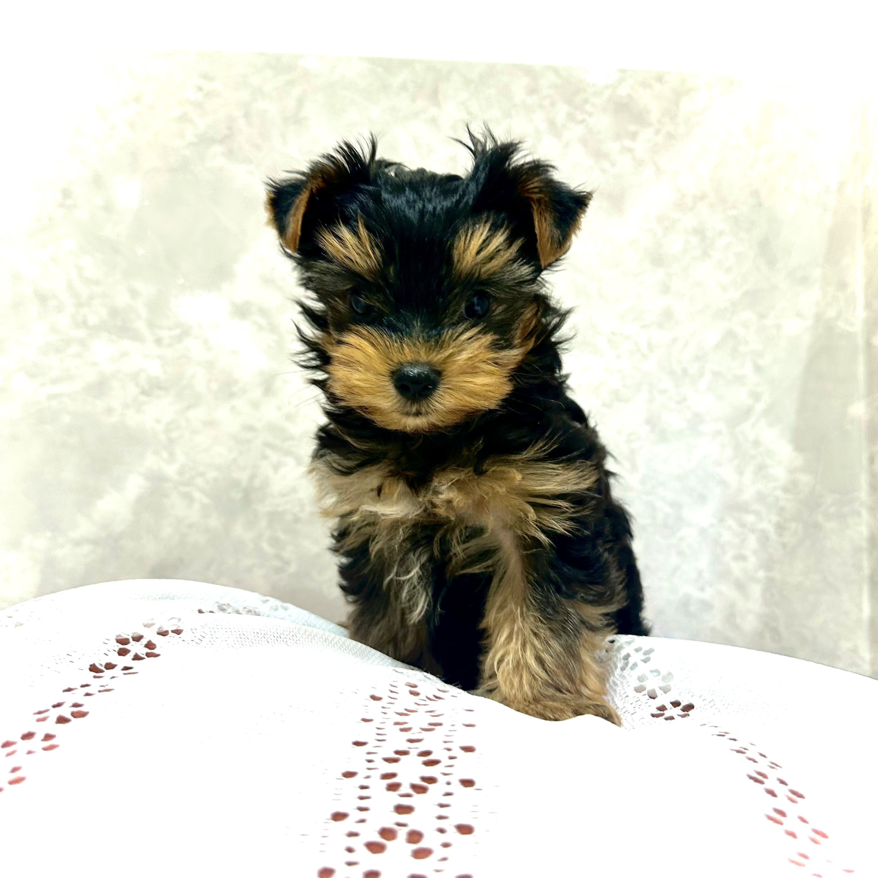 福岡県のヨークシャーテリア (犬の家＆猫の里くりえいと宗像店/2025年12月8日生まれ/男の子/スチールブルータン)の子犬の4枚目の画像