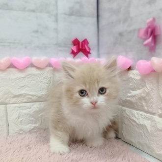 静岡県のサイベリアン (犬の家＆猫の里プレ葉ウォーク浜北店/2025年12月10日生まれ/男の子/クリームタビーホワイト)の子猫の4枚目の画像