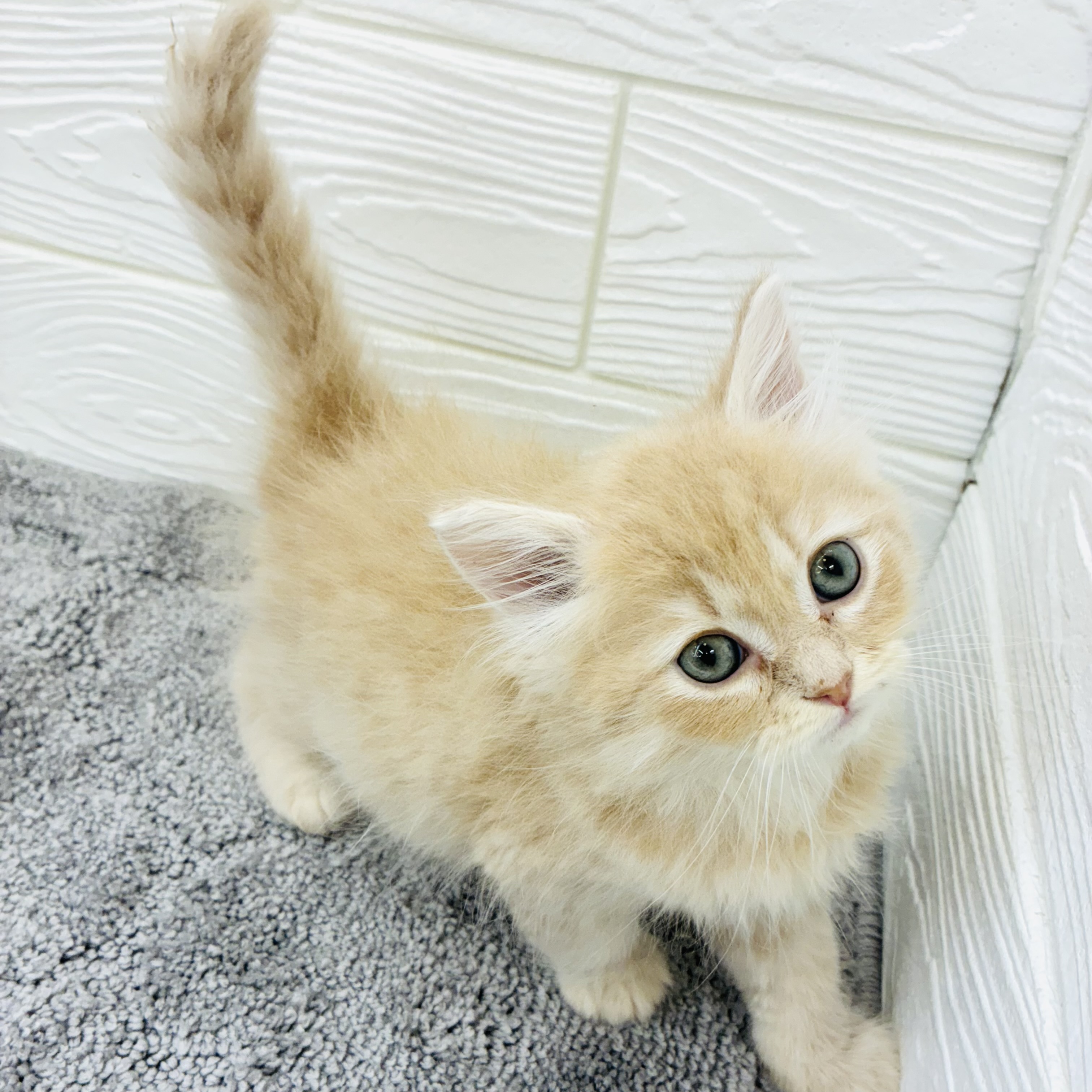 2025年12月10日生まれのサイベリアン