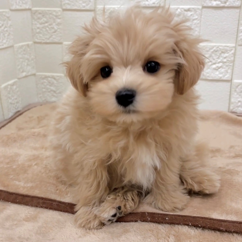 愛知県のマルプー(マルチーズ×プードル) (犬の家＆猫の里碧南店/2025年9月18日生まれ/男の子/アプリコットホワイト)の子犬の4枚目の画像