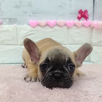 静岡県のフレンチブルドッグ (犬の家＆猫の里プレ葉ウォーク浜北店/2025年12月13日生まれ/男の子/フォーン)の子犬の4枚目の画像