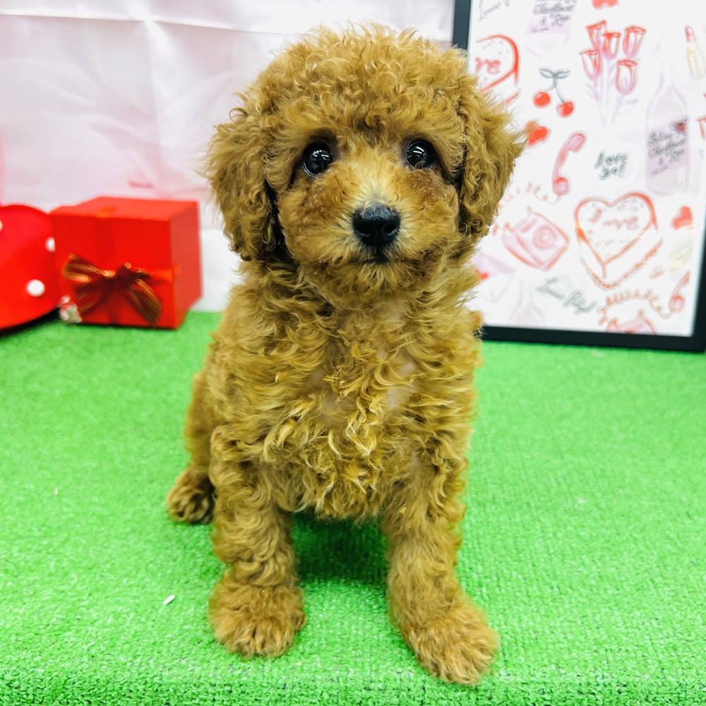愛知県のトイプードル(トイ) (犬の家＆猫の里名古屋天白店/2025年12月11日生まれ/男の子/レッド)の子犬の4枚目の画像