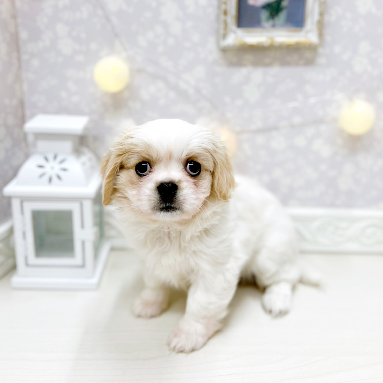 富山県のハーフ犬・ミックス犬 (犬の家＆猫の里アミーゴ山室店/2025年12月12日生まれ/女の子/ブレンハイム)の子犬の4枚目の画像