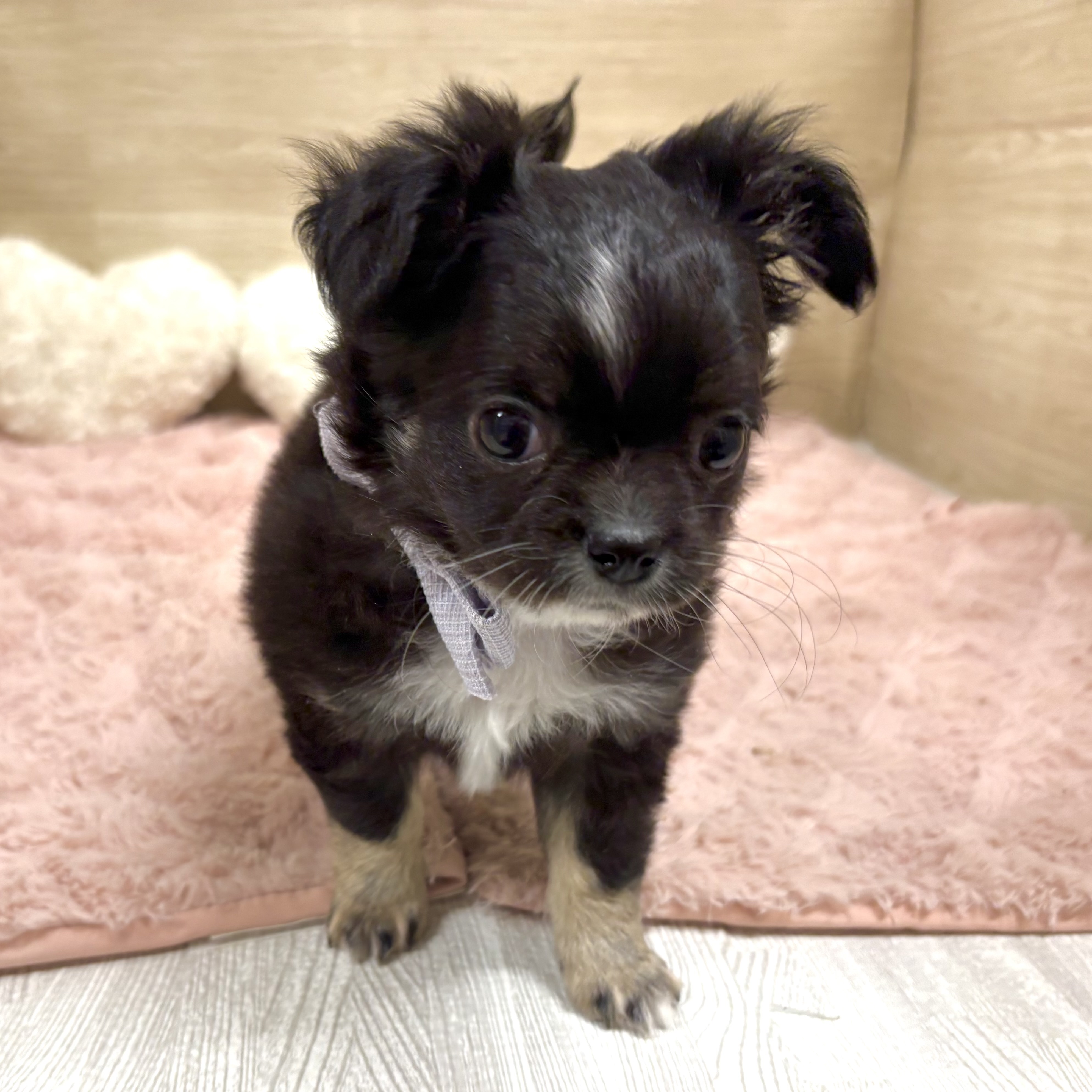 大阪府のチワワ(ロング) (犬の家＆猫の里そよら東岸和田店/2025年12月12日生まれ/男の子/ブラックホワイト)の子犬の4枚目の画像