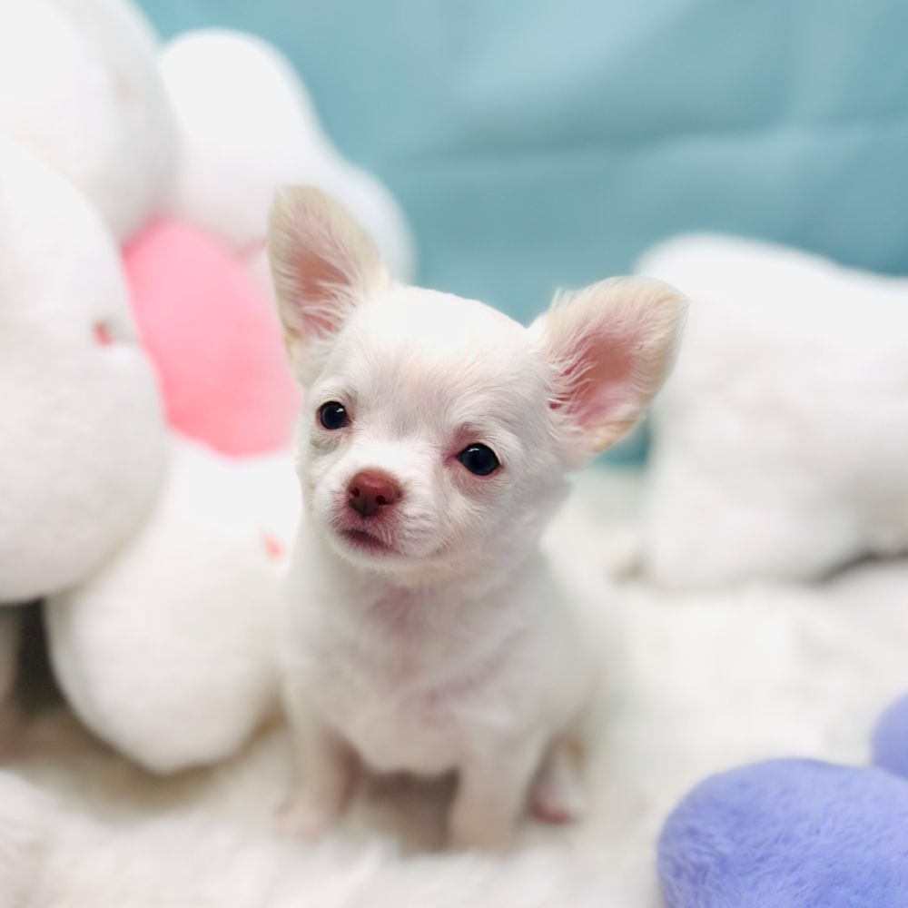 愛知県のチワワ(ロング) (犬の家＆猫の里愛知刈谷店/2025年12月13日生まれ/女の子/ホワイト)の子犬の4枚目の画像
