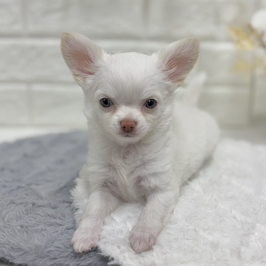 神奈川県のチワワ(ロング) (犬の家＆猫の里相模原店/2025年12月13日生まれ/女の子/ホワイト)の子犬の4枚目の画像