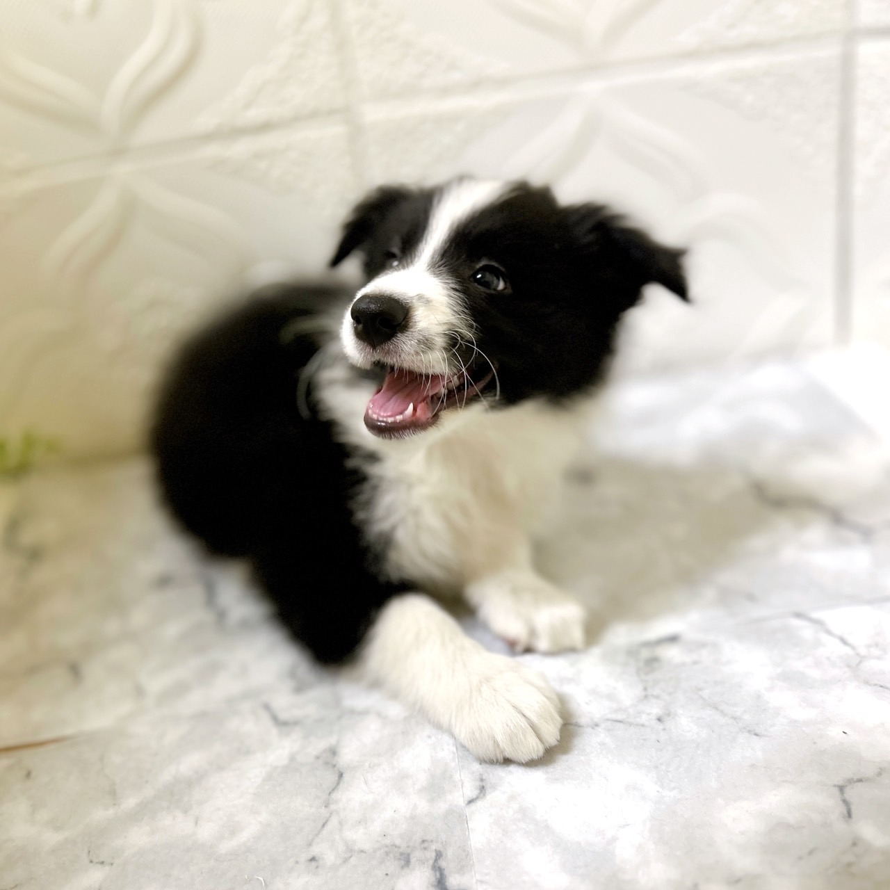 愛知県のボーダーコリー (犬の家＆猫の里岡崎店/2025年12月12日生まれ/男の子/ブラックホワイト)の子犬の4枚目の画像
