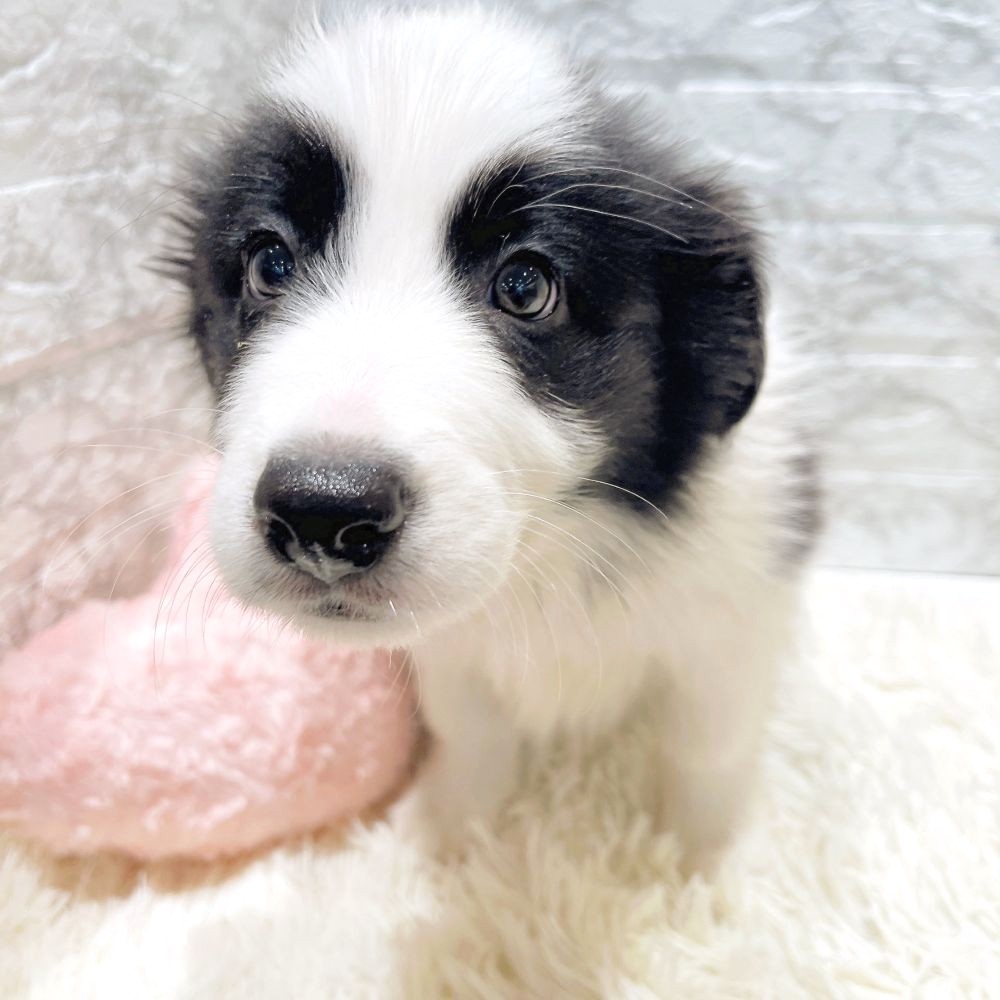 愛知県のボーダーコリー (犬の家＆猫の里MiO香久山店/2025年12月12日生まれ/男の子/ブラックホワイト)の子犬の4枚目の画像