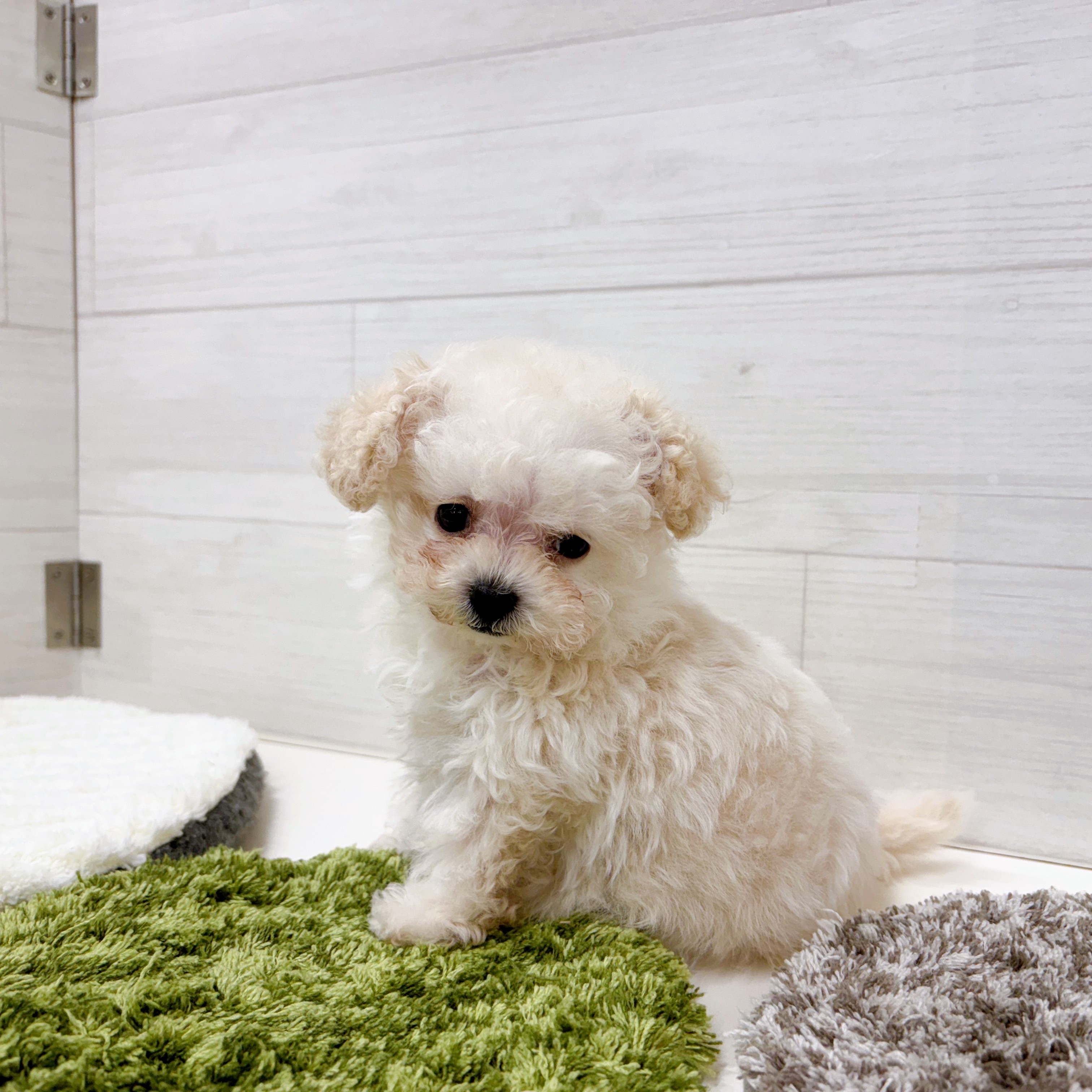 石川県のトイプードル(ティーカップ) (犬の家＆猫の里アミーゴ金沢おこばた店/2025年12月9日生まれ/女の子/ペールフォーン)の子犬の4枚目の画像