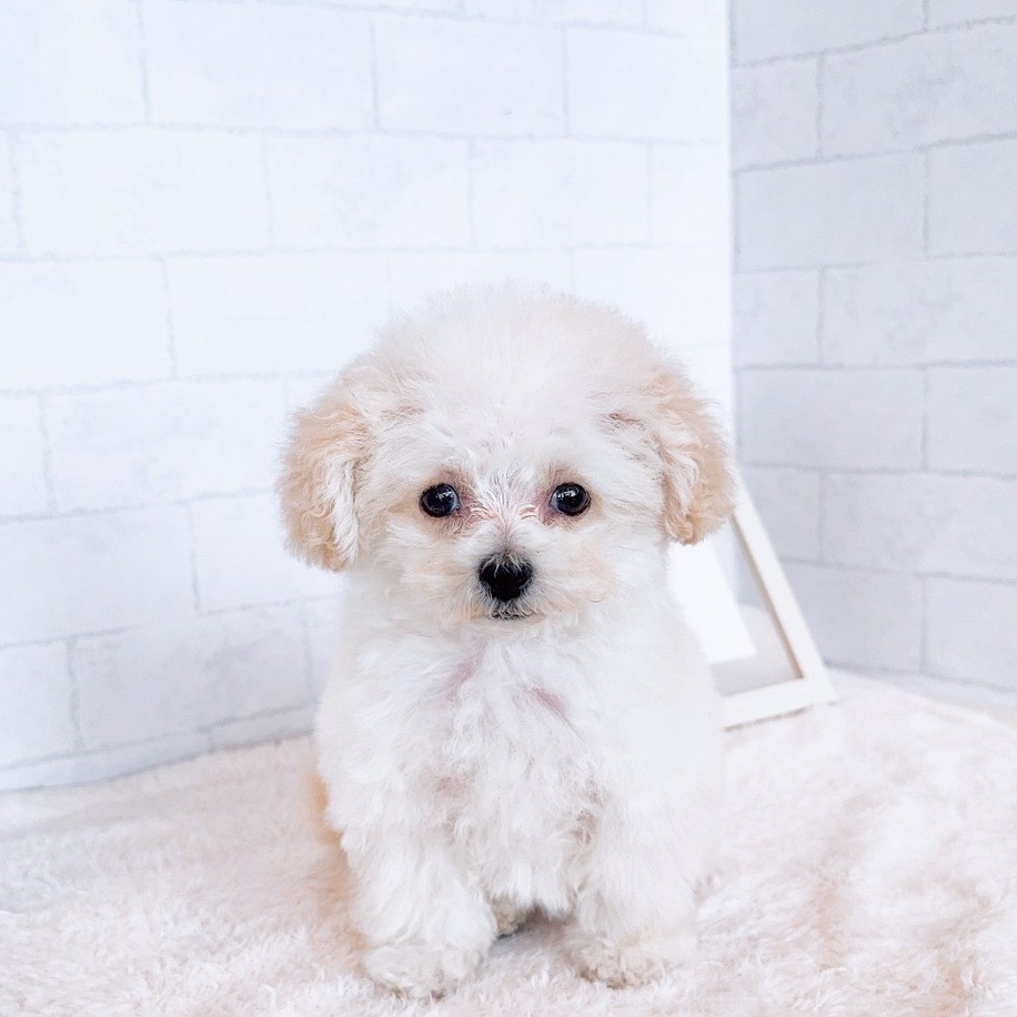 石川県のトイプードル(ティーカップ) (犬の家＆猫の里金沢店/2025年12月9日生まれ/女の子/ペールフォーン)の子犬の4枚目の画像