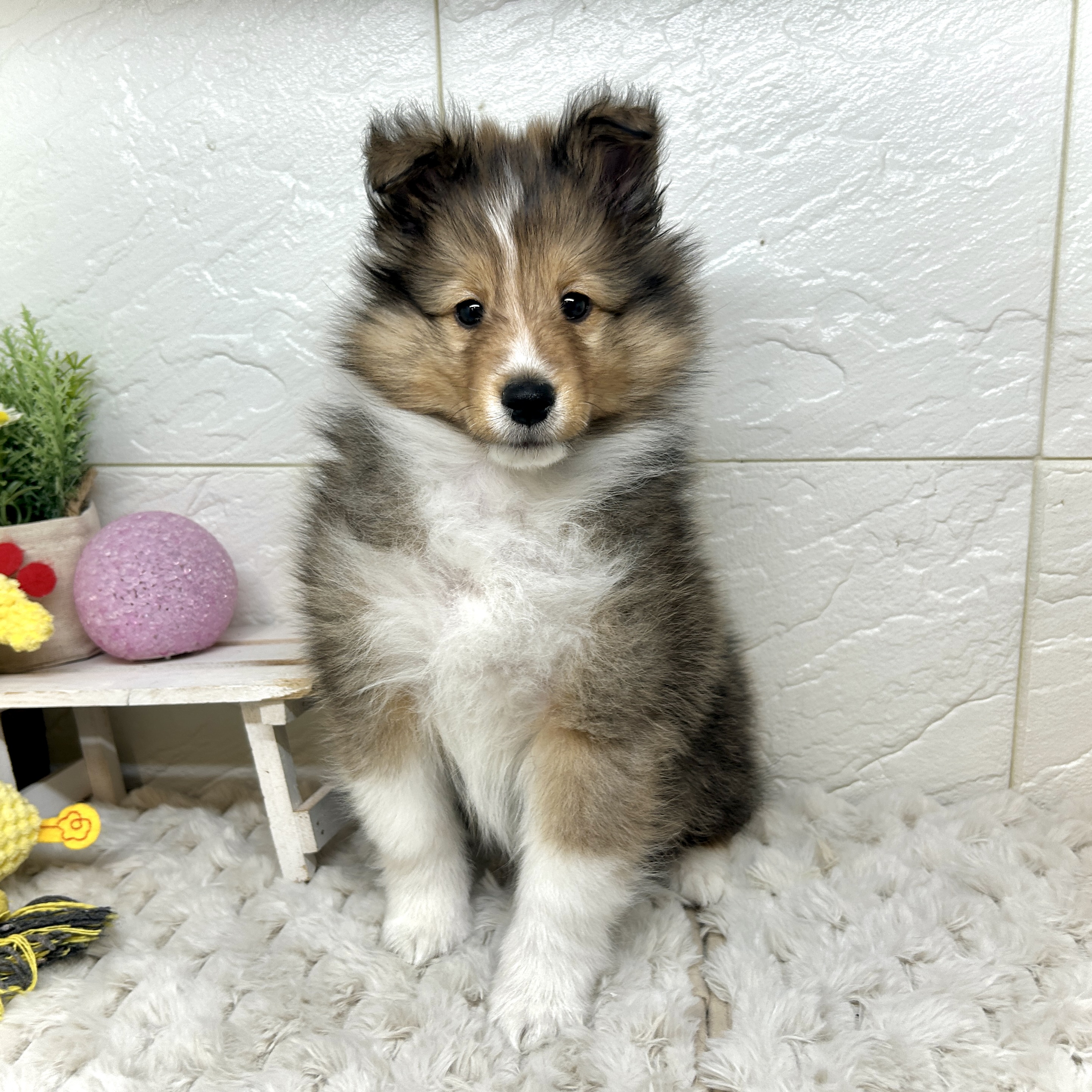 兵庫県のシェットランドシープドッグ (犬の家＆猫の里ゆめタウン姫路店/2025年12月11日生まれ/男の子/セーブルホワイト)の子犬の4枚目の画像