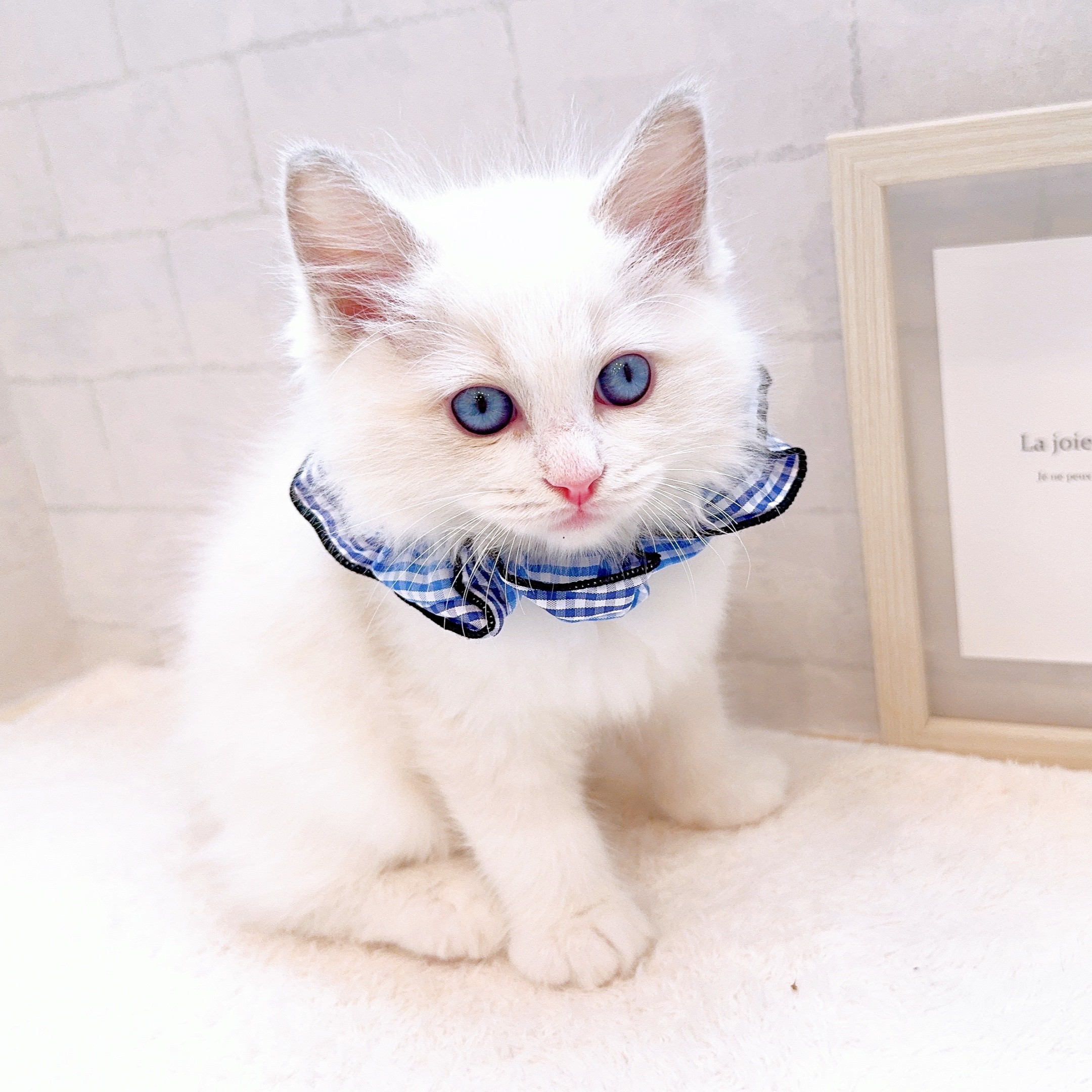 石川県のラグドール (犬の家＆猫の里金沢店/2025年12月12日生まれ/男の子/ブルーポイントバイカラー)の子猫の4枚目の画像