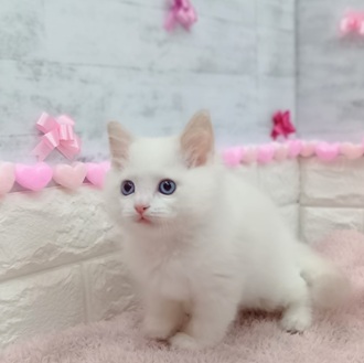 静岡県のラグドール (犬の家＆猫の里プレ葉ウォーク浜北店/2025年12月12日生まれ/男の子/ブルーポイントバイカラー)の子猫の4枚目の画像