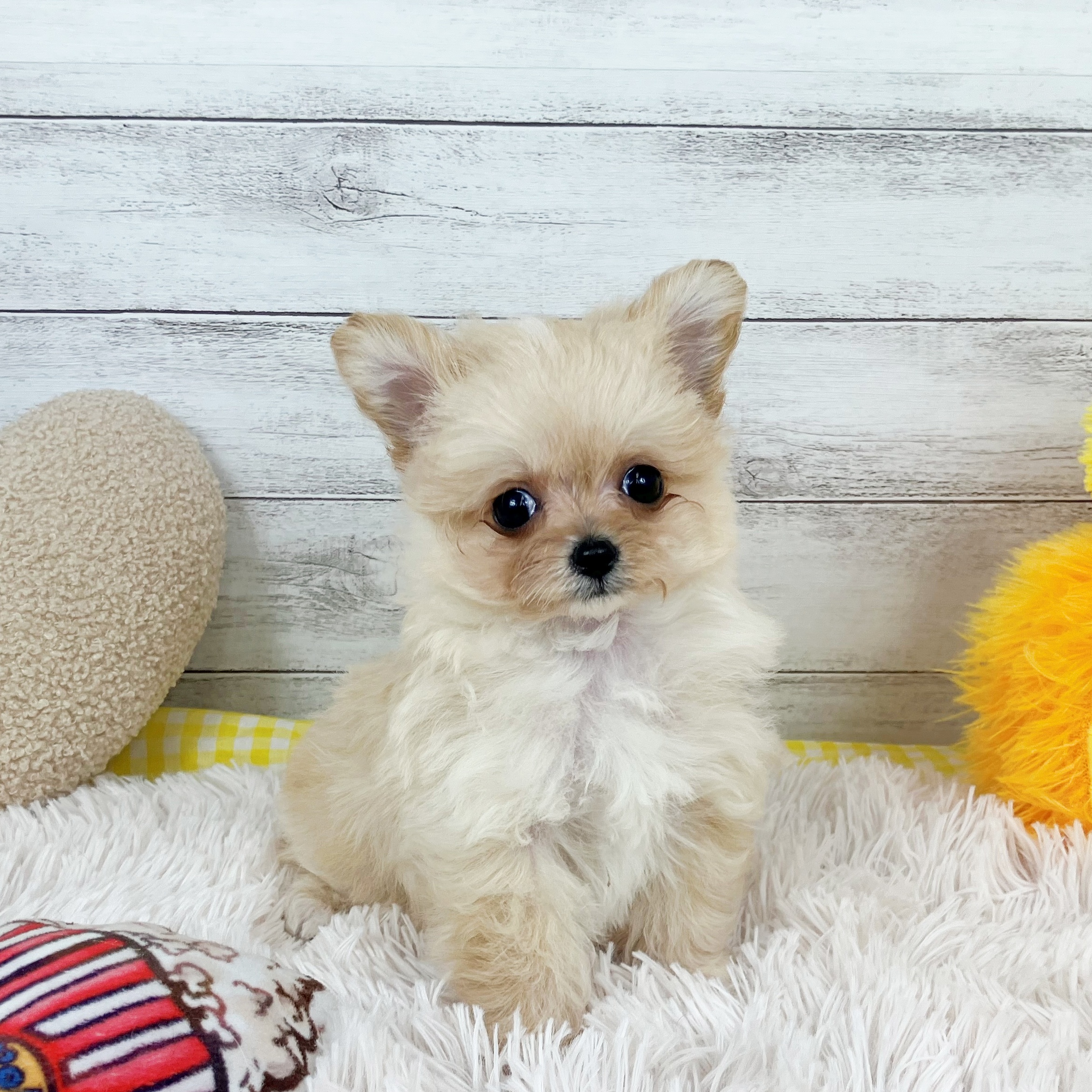 兵庫県のチワプー/プーチー(チワワ×プードル) (犬の家＆猫の里川西店/2025年11月30日生まれ/男の子/クリーム)の子犬の1枚目の画像