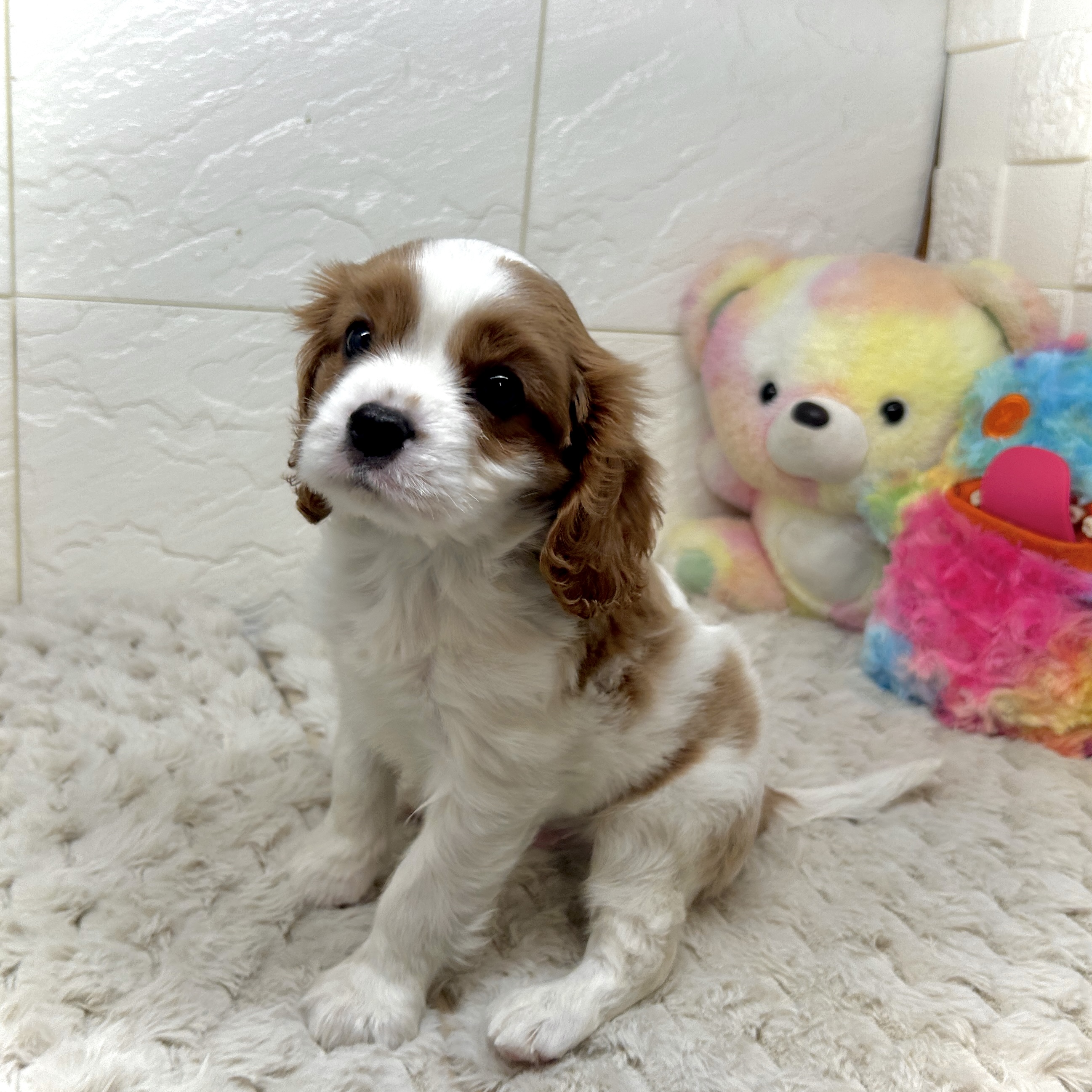 兵庫県のキャバリアキングチャールズスパニエル (犬の家＆猫の里ゆめタウン姫路店/2025年12月15日生まれ/男の子/ブレンハイム)の子犬の4枚目の画像