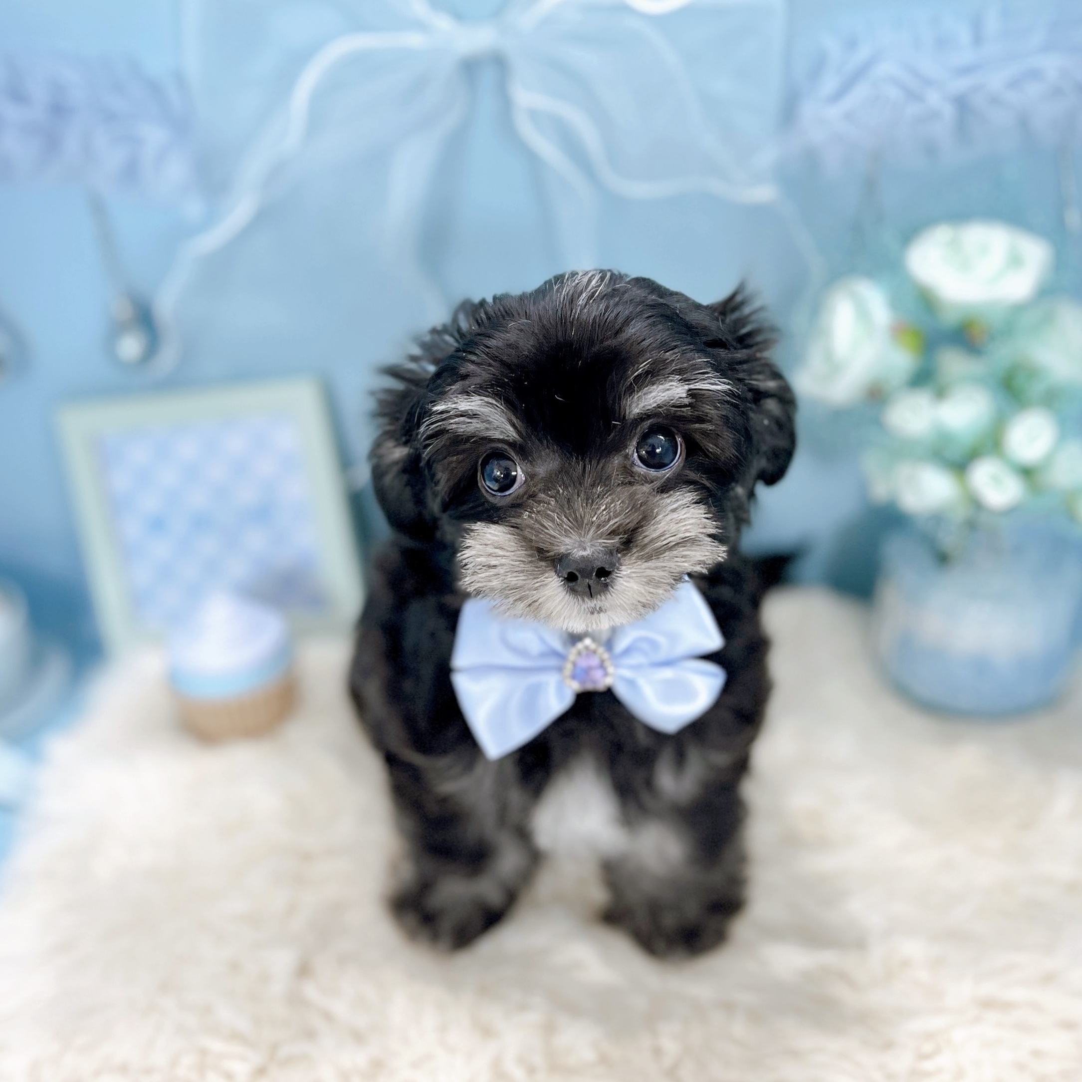 福井県のチワマル/マルチワ(チワワ×マルチーズ) (犬の家＆猫の里アミーゴ福井大和田店/2025年12月11日生まれ/男の子/ブラッククリーム)の子犬の4枚目の画像