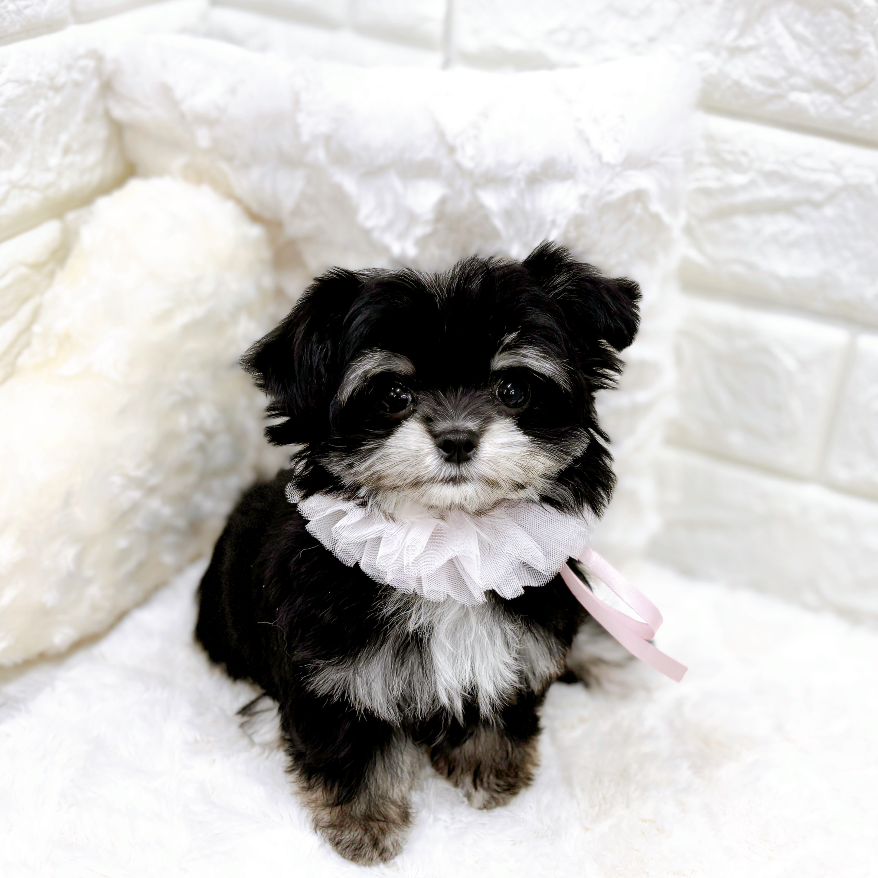 福井県のチワマル/マルチワ(チワワ×マルチーズ) (犬の家＆猫の里アミーゴ福井店/2025年12月11日生まれ/女の子/ブラッククリーム)の子犬の4枚目の画像