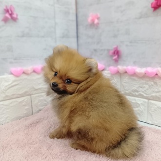 静岡県のポメラニアン (犬の家＆猫の里プレ葉ウォーク浜北店/2025年12月11日生まれ/男の子/オレンジ)の子犬の4枚目の画像